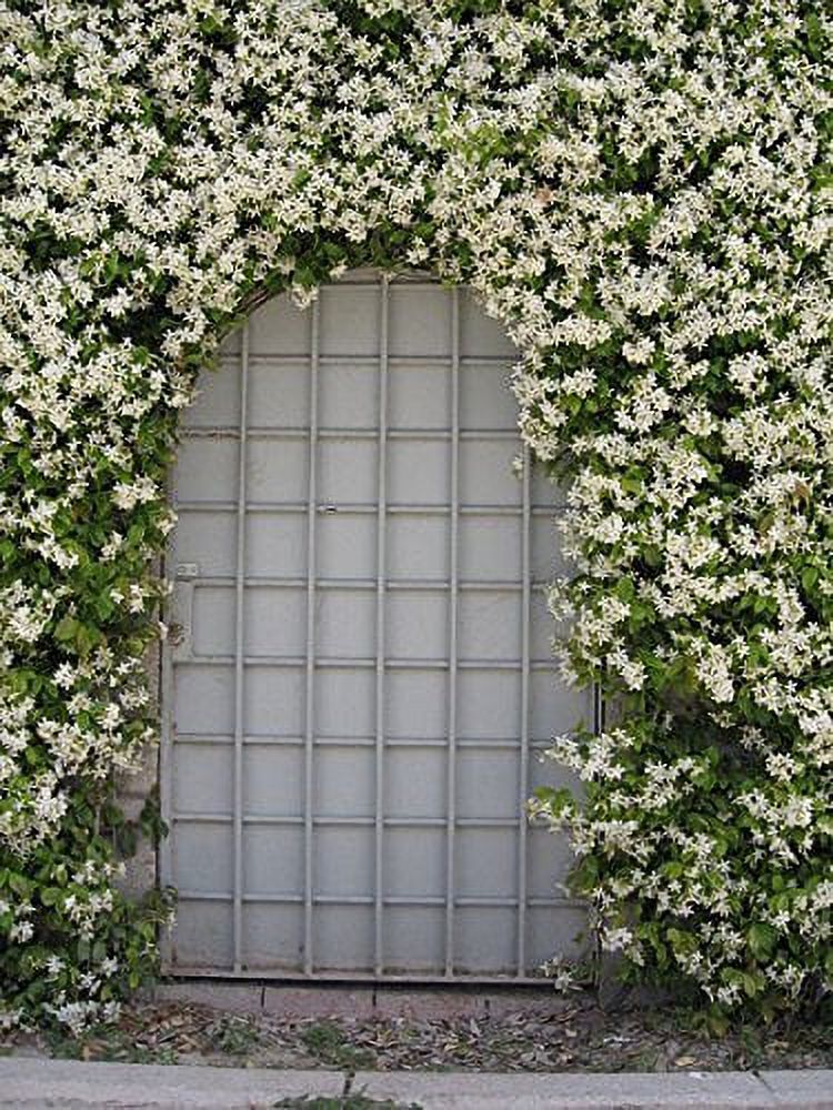 Jasmine Confederate - 15 Live Plants - Fragrant Easy to Grow Vine Showy Blooms