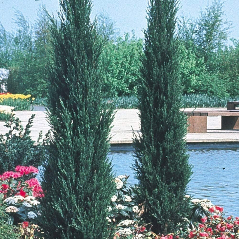 Skyrocket Juniper - 10 Live 2