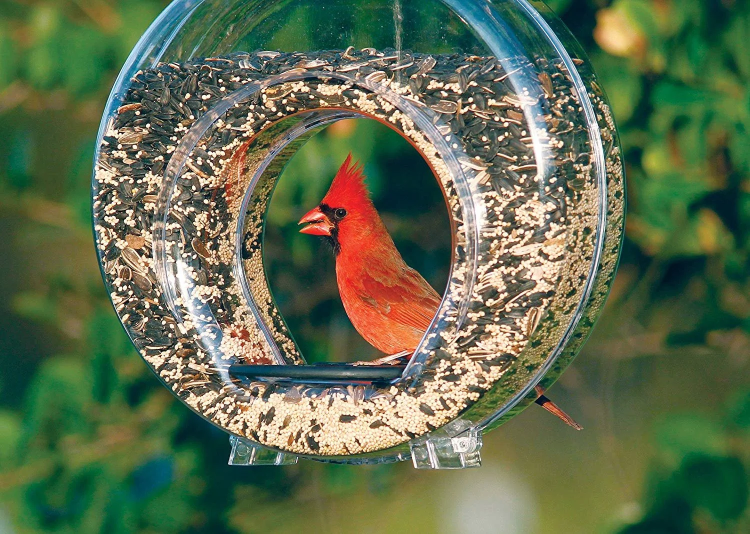 Stokes Select Clear Plastic Canteen-Style Bird Feeder with Two Perches, 5 Pound Seed Capacity