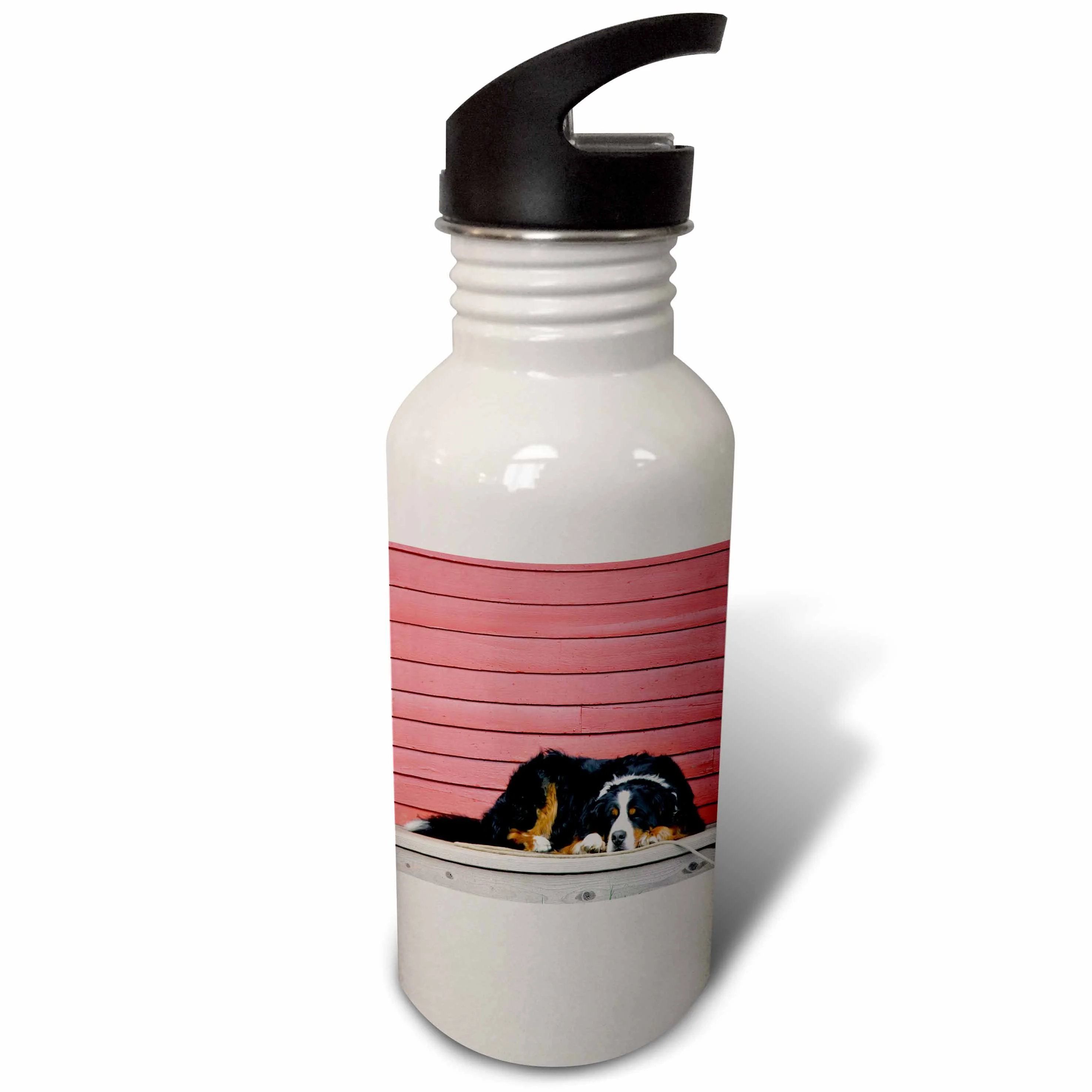 Colorado, Breckenridge. Bernese mountain dog - US06 BJA0055 - Jaynes Gallery 21 oz Sports Water Bottle wb-88823-1