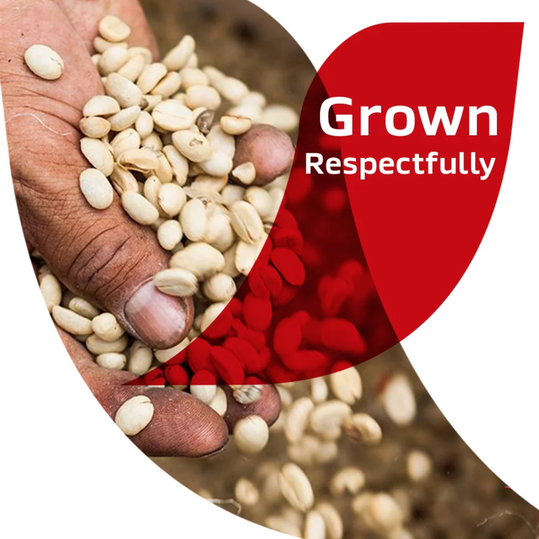 JSC Nescafe Instant Coffee Single Serve Dark Roast Delivers Rich Bold Flavors Instant Remarkable Unique Aroma Irresistible Cup Savor Rich Elevate Taste Crafted Respectfully Easy Prepare Pure Pack of 6