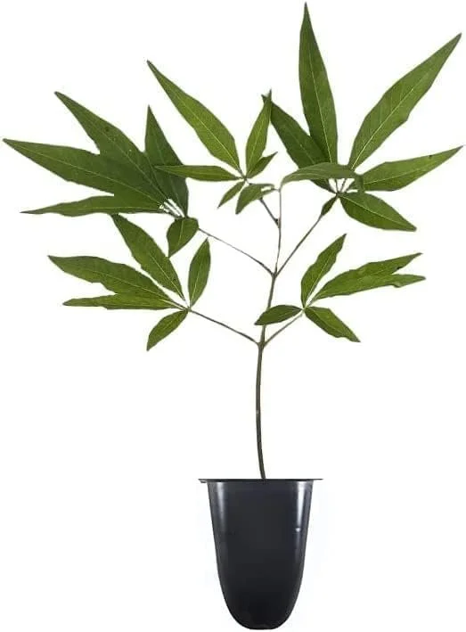 Chaste Tree  30 Live Seedlings  Texas Lilac Shoal Creek Vitex  Agnus Castus  Purple Flowering Lilac Shrub