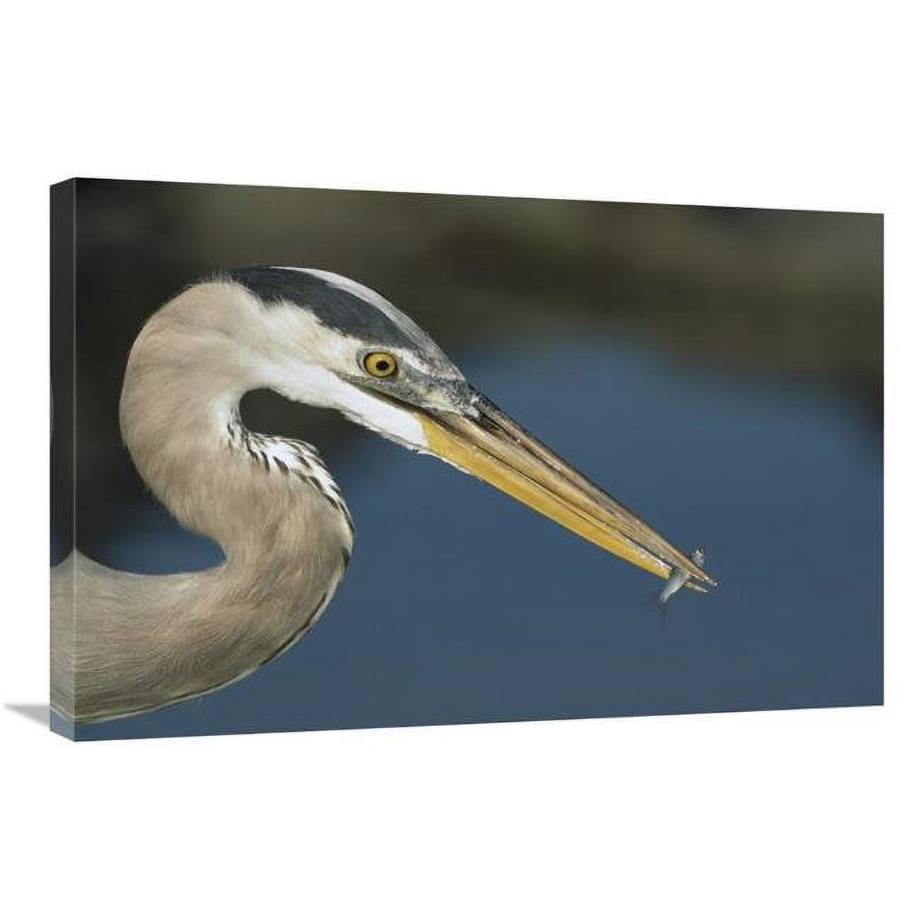 20 x 30 in. Great Blue Heron with Juvenlile Mullet, Galapagos Islands Art Print - Tui De Roy