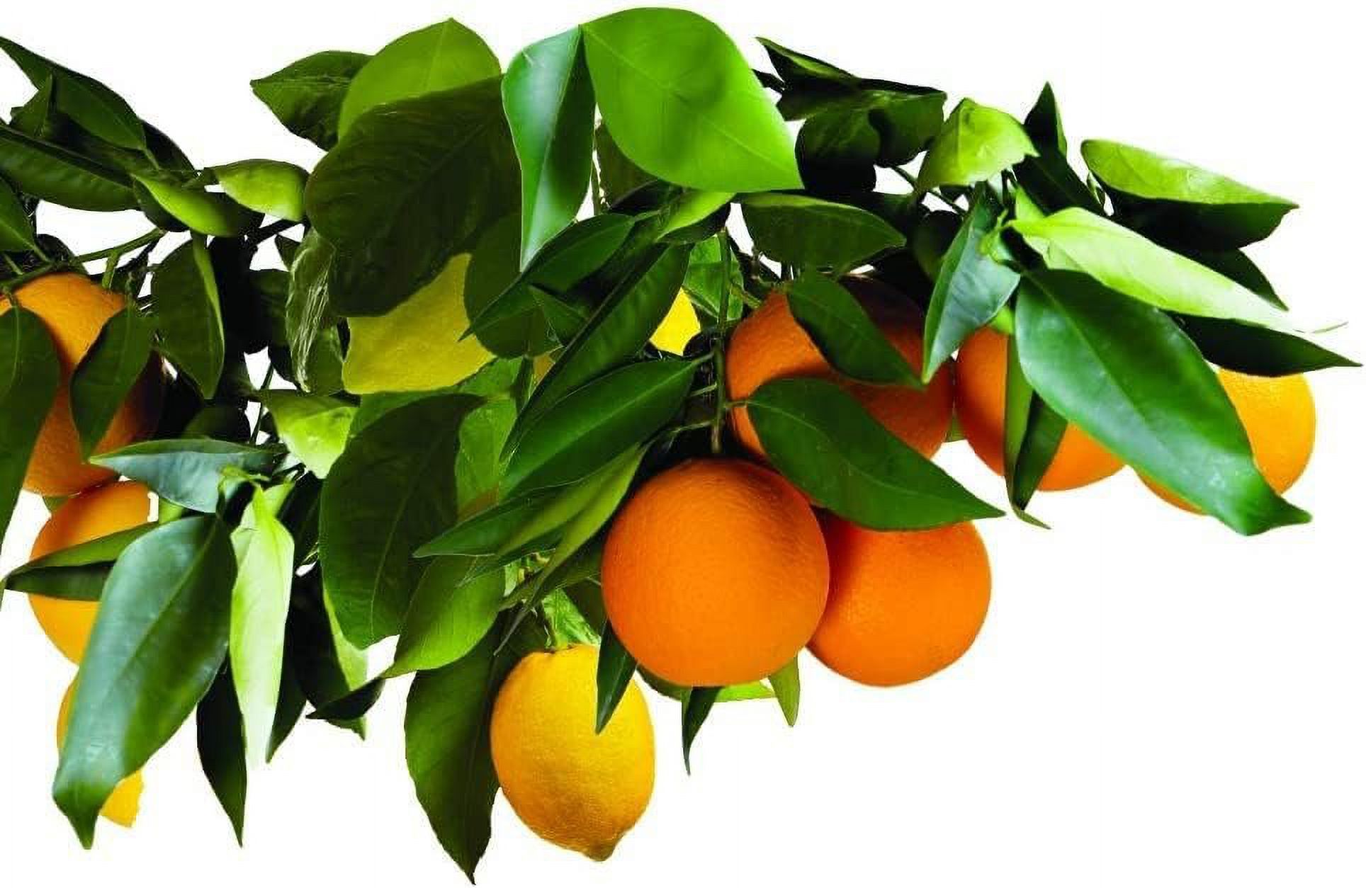 Jobe's 01612 15 Pack, 9-12-12, Fruit & Citrus Tree Spikes - Quantity 4