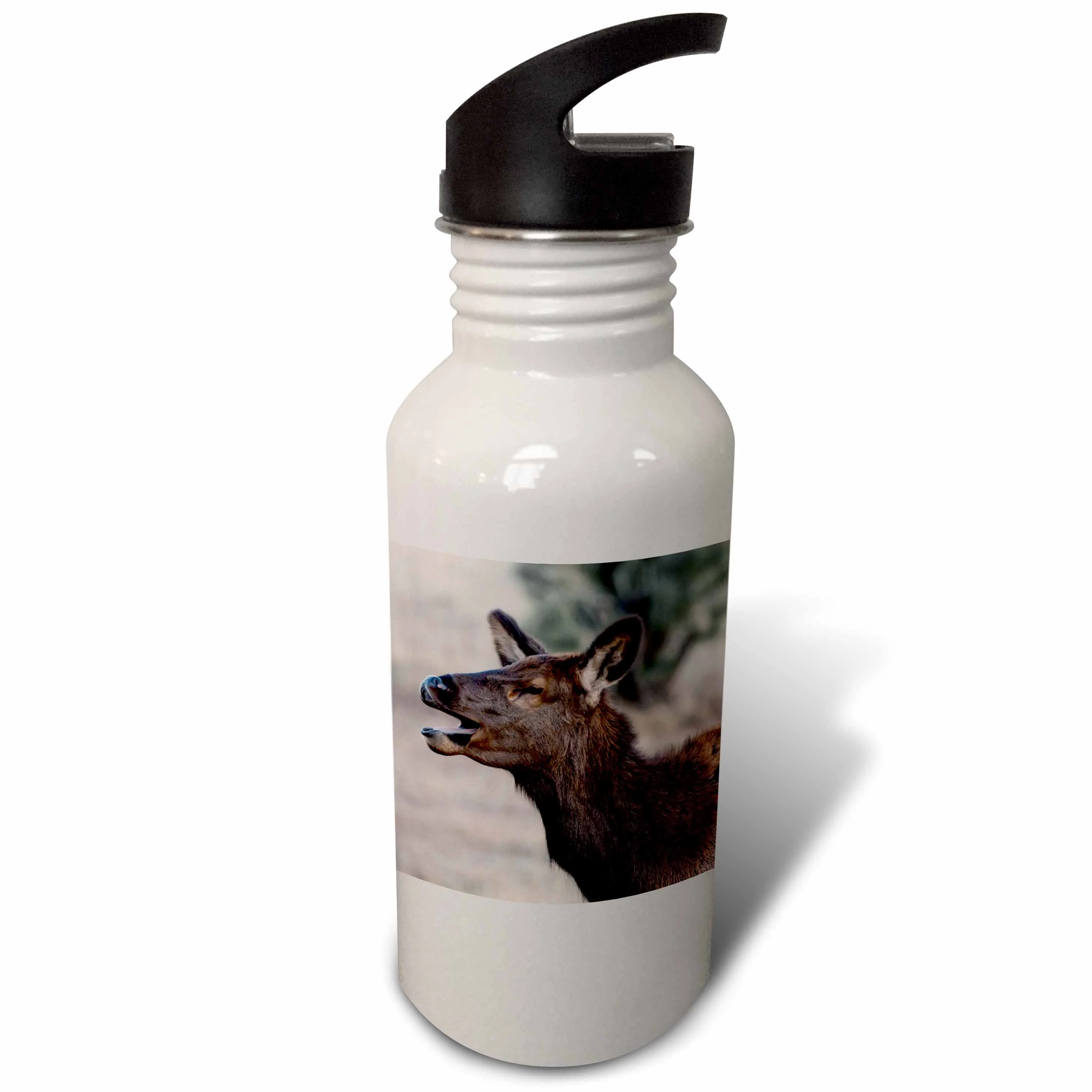USA, Colorado - Estes Park, Cow Elk or Wapiti 21 oz Sports Water Bottle wb-208048-1