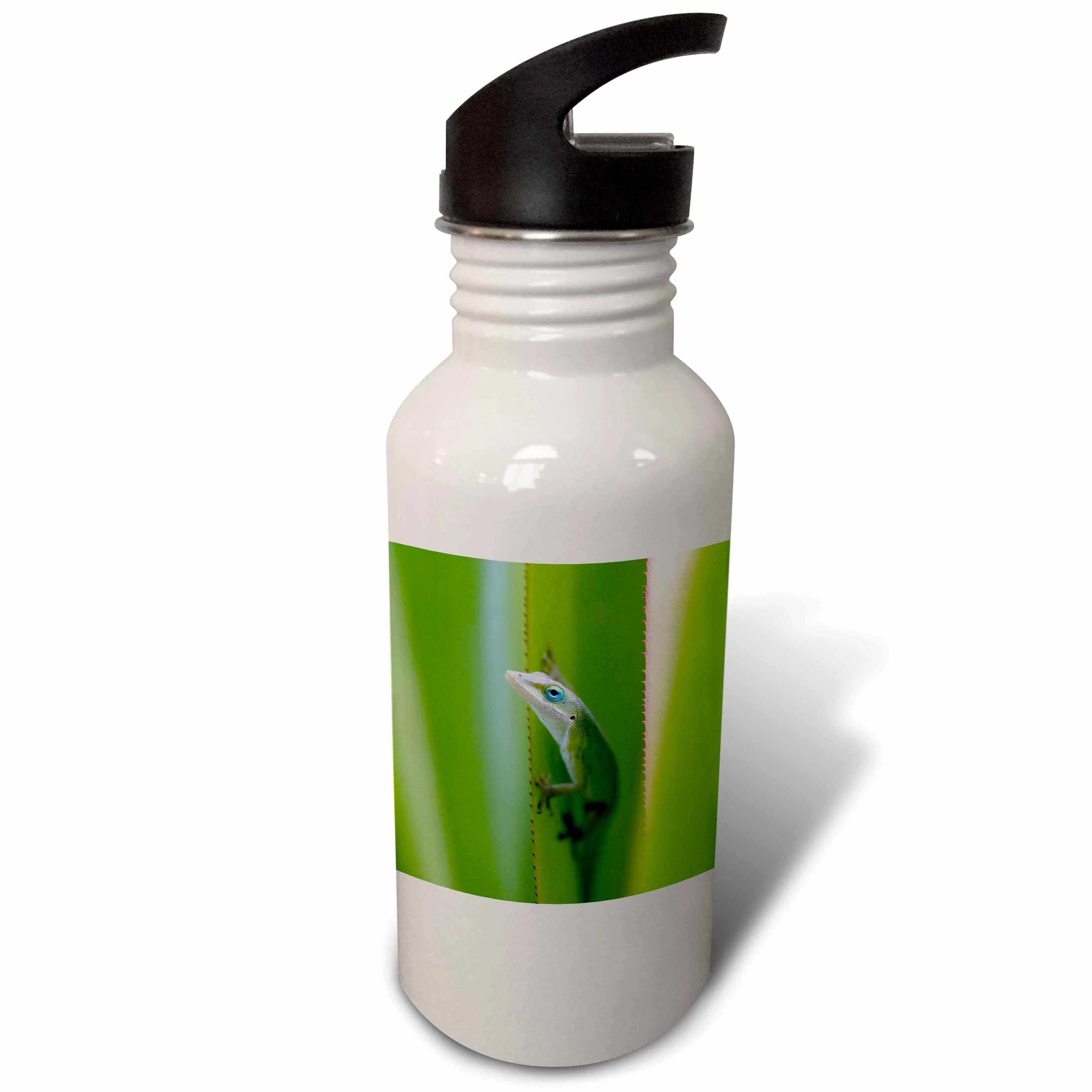 Green anole, arboreal lizard, Kauai, Hawaii, USA - US12 DFR0147 - David R. Frazier 21 oz Sports Water Bottle wb-143919-1