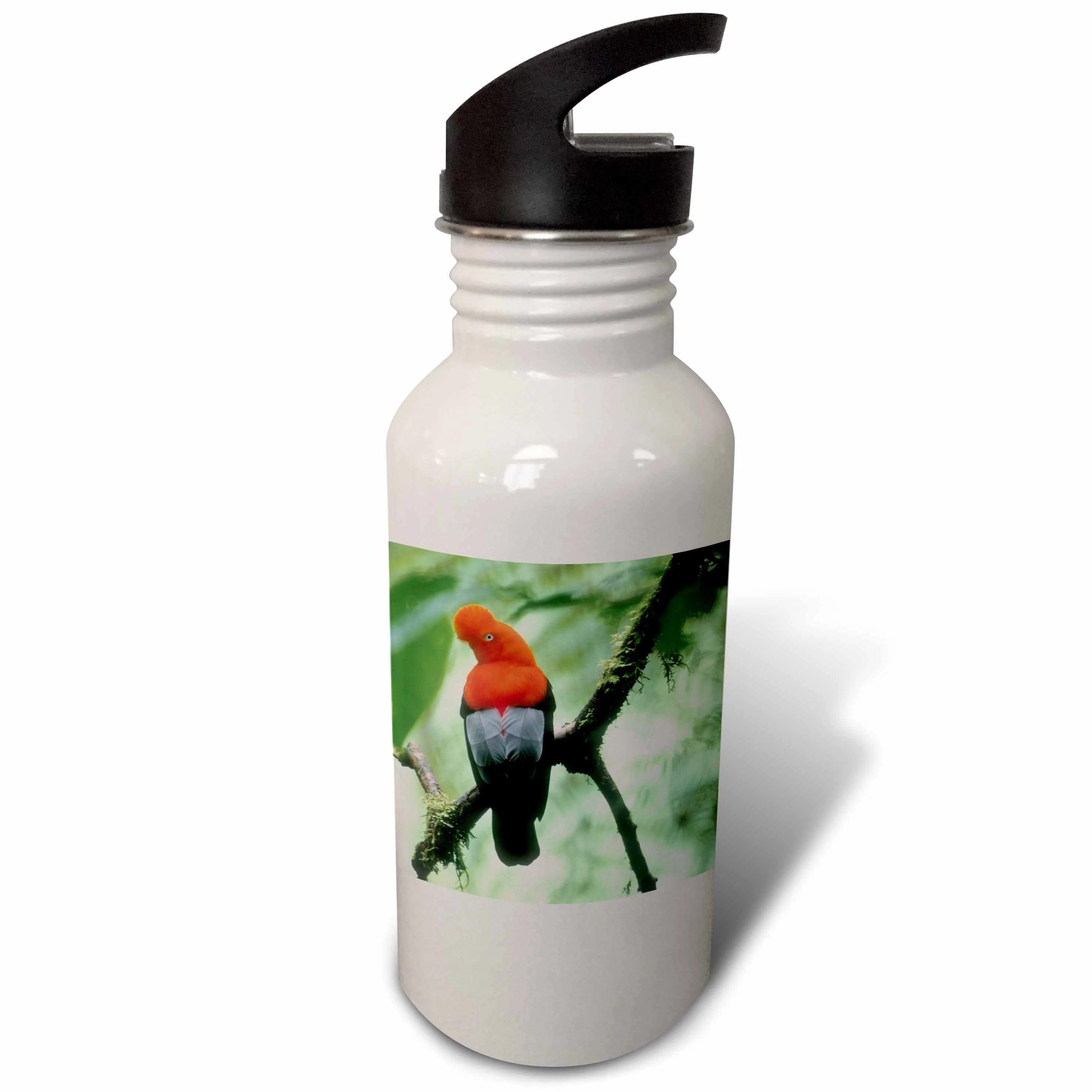 Andean Cock-of-the-Rock bird, Andes, PERU - SA17 KSC0057 - Kevin Schafer 21 oz Sports Water Bottle wb-87037-1