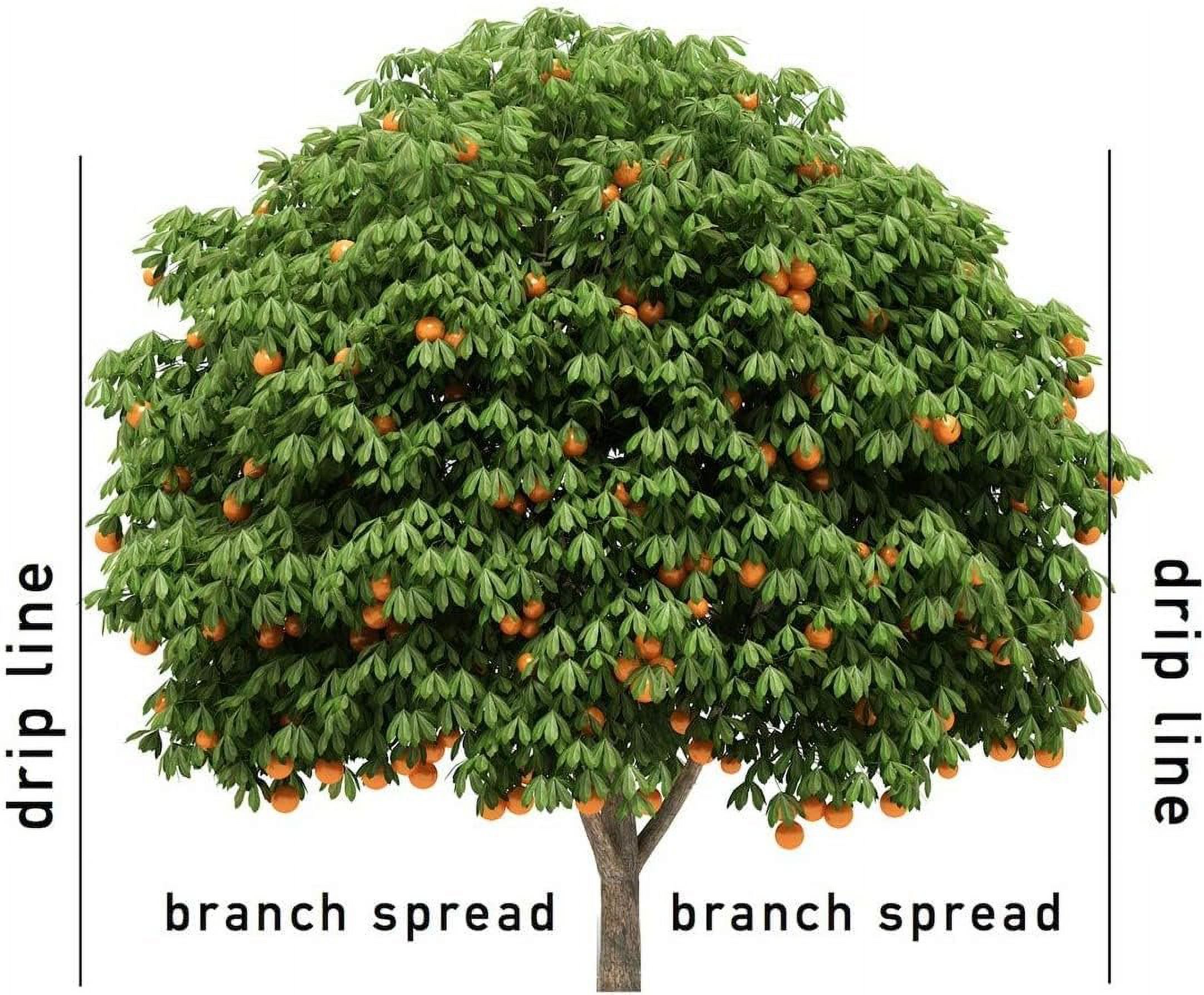 Jobe's 01612 15 Pack, 9-12-12, Fruit & Citrus Tree Spikes - Quantity 4