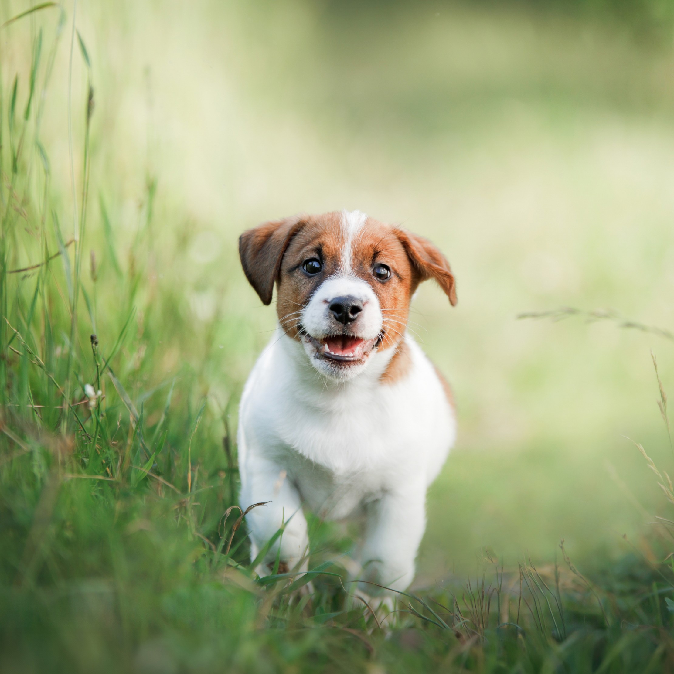 Life Protection Chicken & Oatmeal Recipe Small Breed Puppy Dry Dog Food