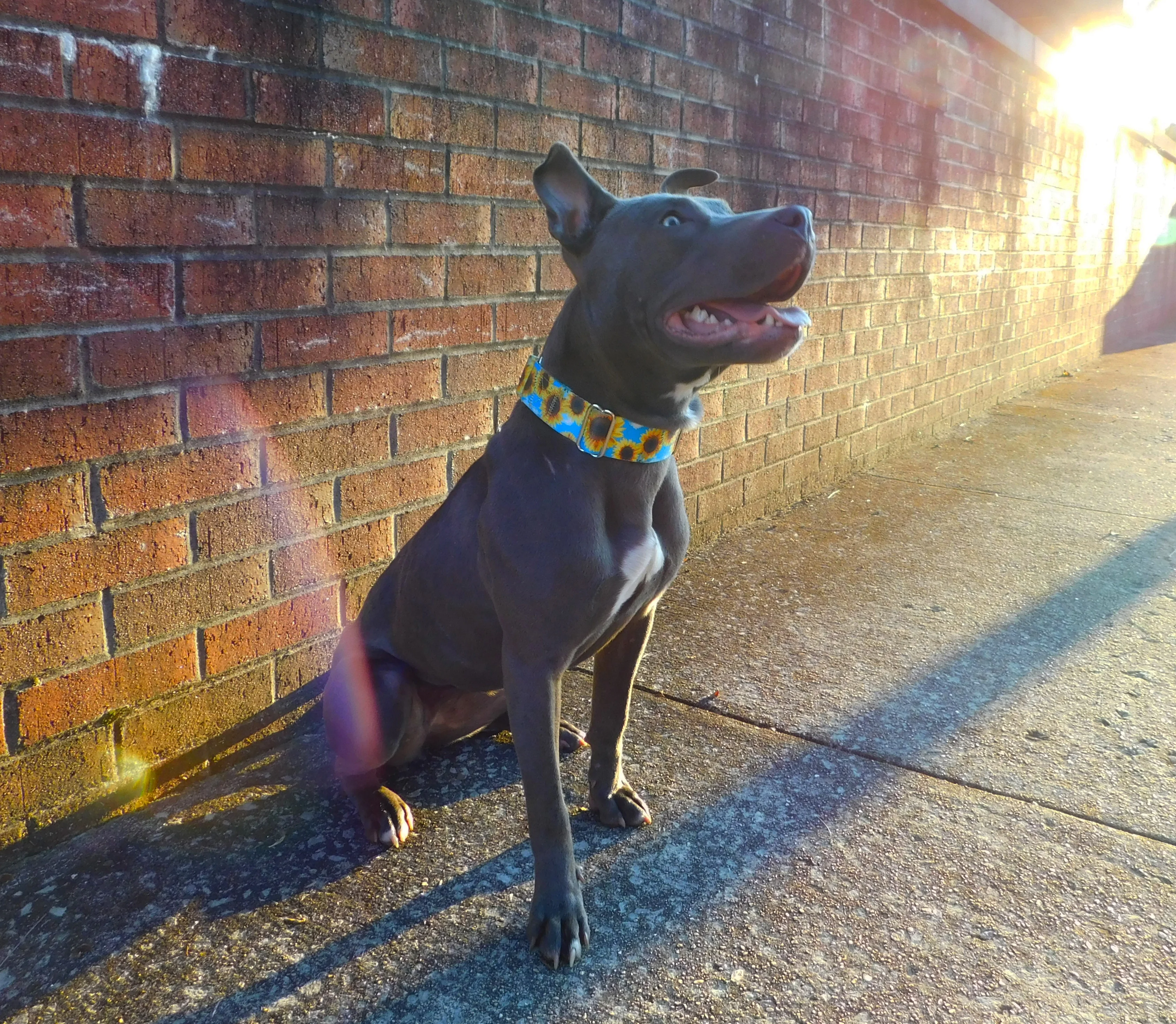 Country Brook Design® Sunflowers Martingale Dog Collar and Leash, Extra Large