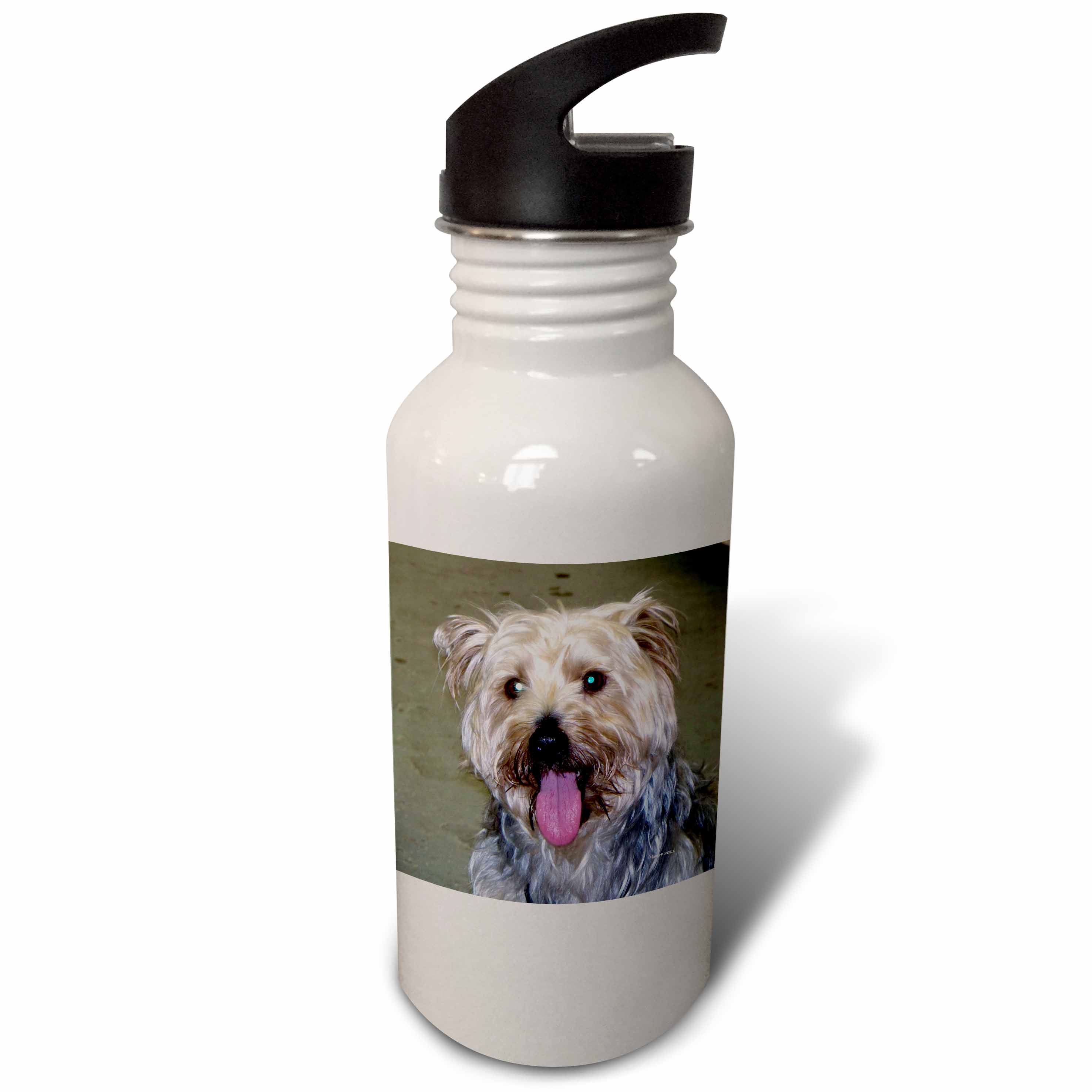 3dRose Silky Terrier, Sports Water Bottle, 21oz
