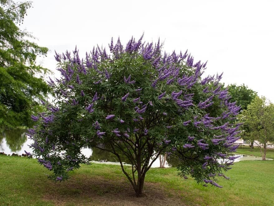 Chaste Tree  30 Live Seedlings  Texas Lilac Shoal Creek Vitex  Agnus Castus  Purple Flowering Lilac Shrub