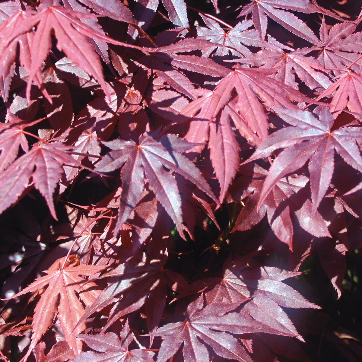 Red Leaf Japanese Maple, Dormant Bare Root Starter Ornamental Tree (1-Pack)