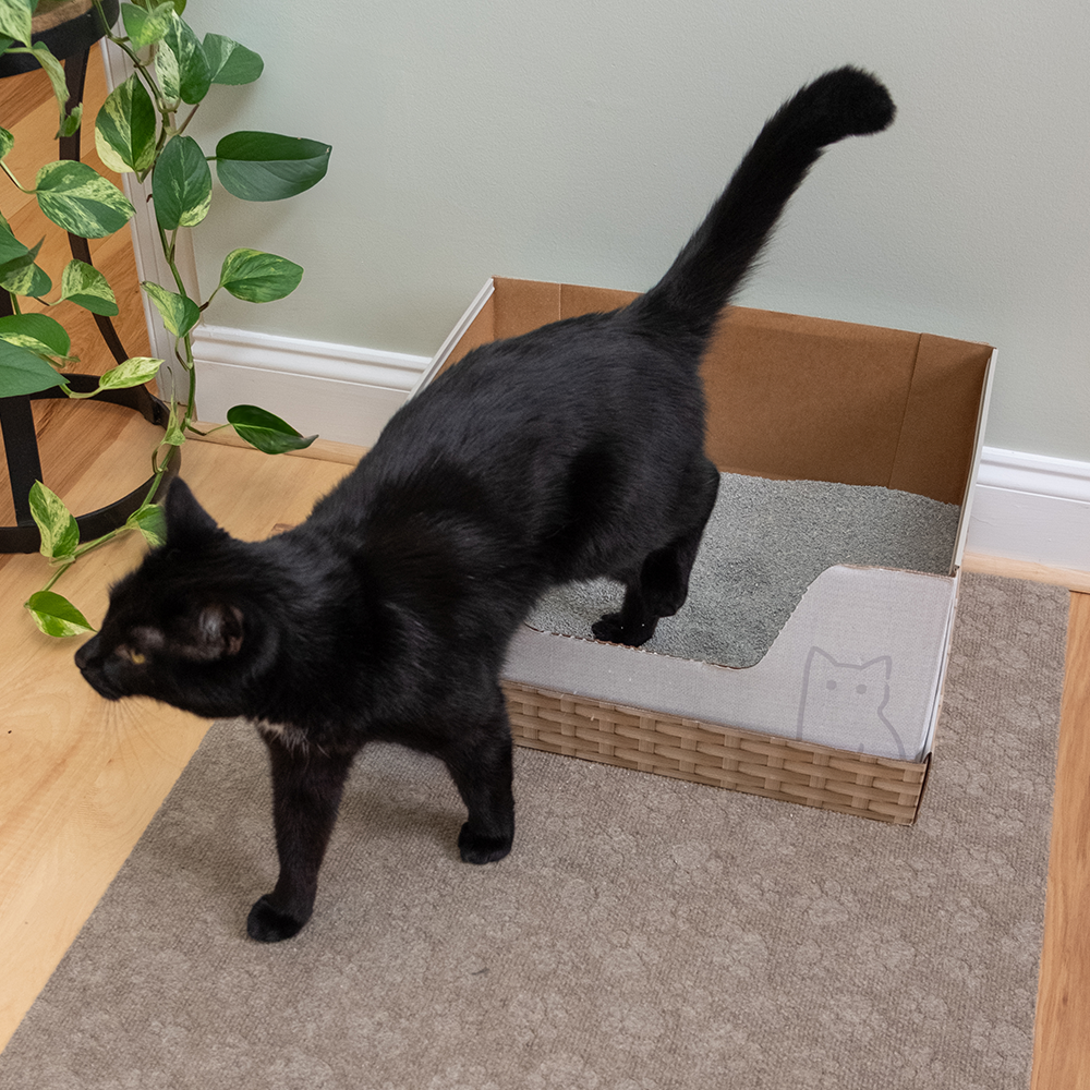 Kitty Poo Club's Eco-Friendly Open Top Cat Litter Box: Large Recyclable Solution with Premium Clay Litter