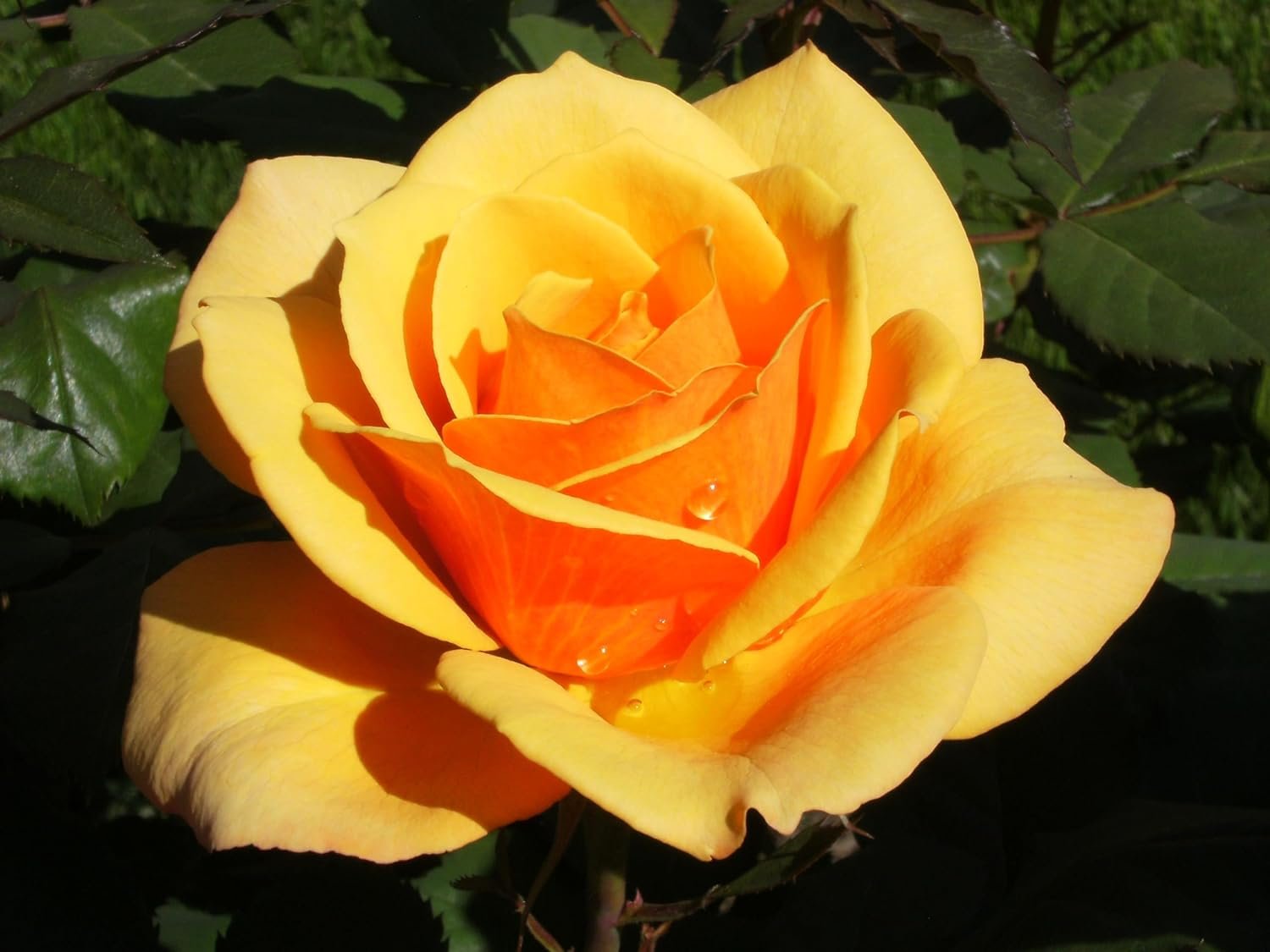 About Face Rose Bush - 3 Live Starter Plants in 4 Inch Pots - Beautifully Fragrant Heirloom Rose from Florida - A Versatile Beauty with a Rich Fragrance