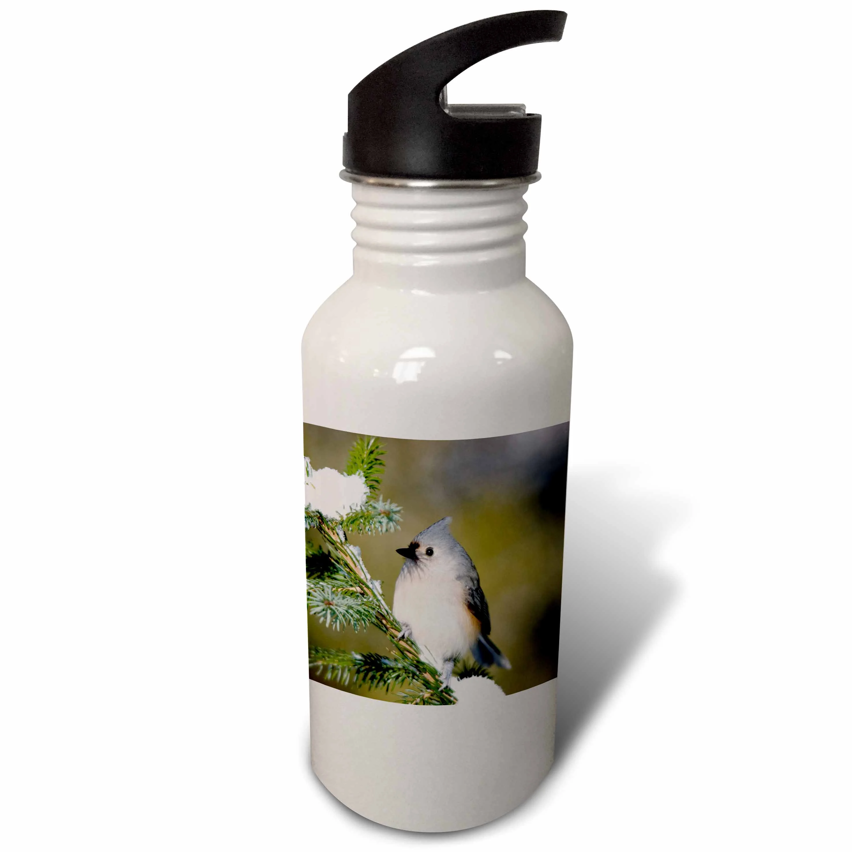 Tufted Titmouse in Blue Atlas Cedar in winter, Marion Co. IL 21 oz Sports Water Bottle wb-209827-1