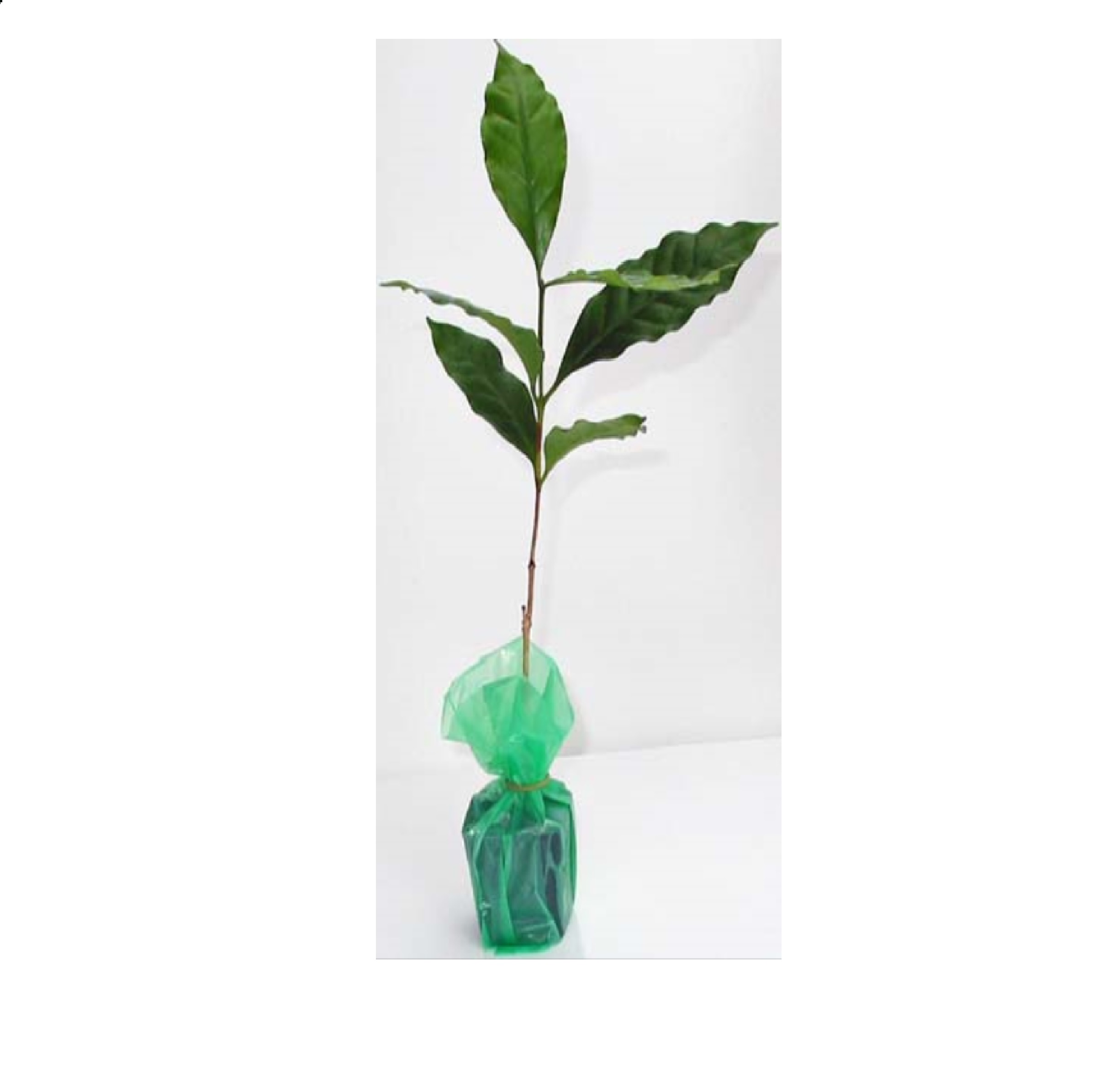 Hawaiian Live Green Kona Coffee Plant 6