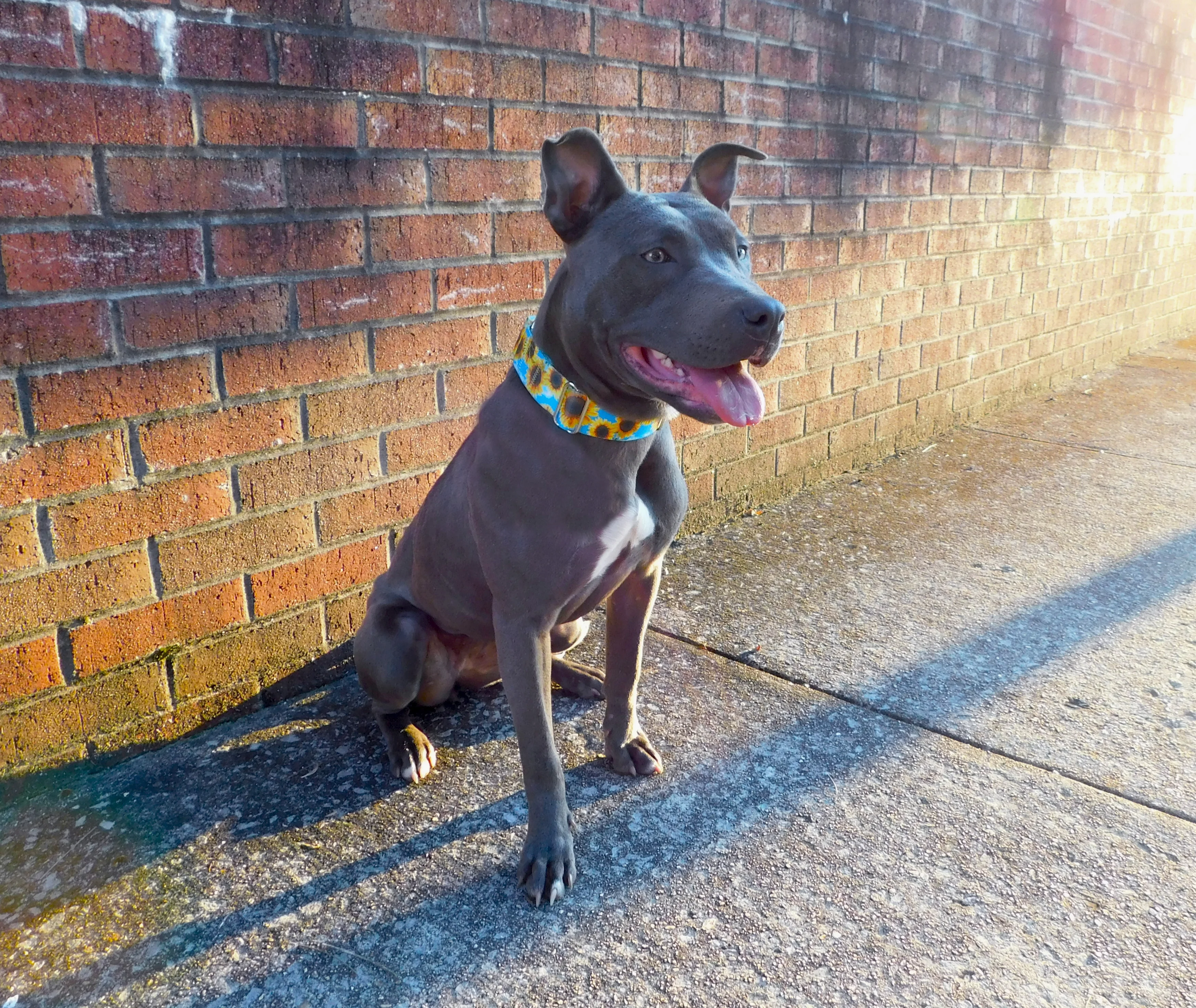 Country Brook Design® Sunflowers Martingale Dog Collar and Leash, Extra Large