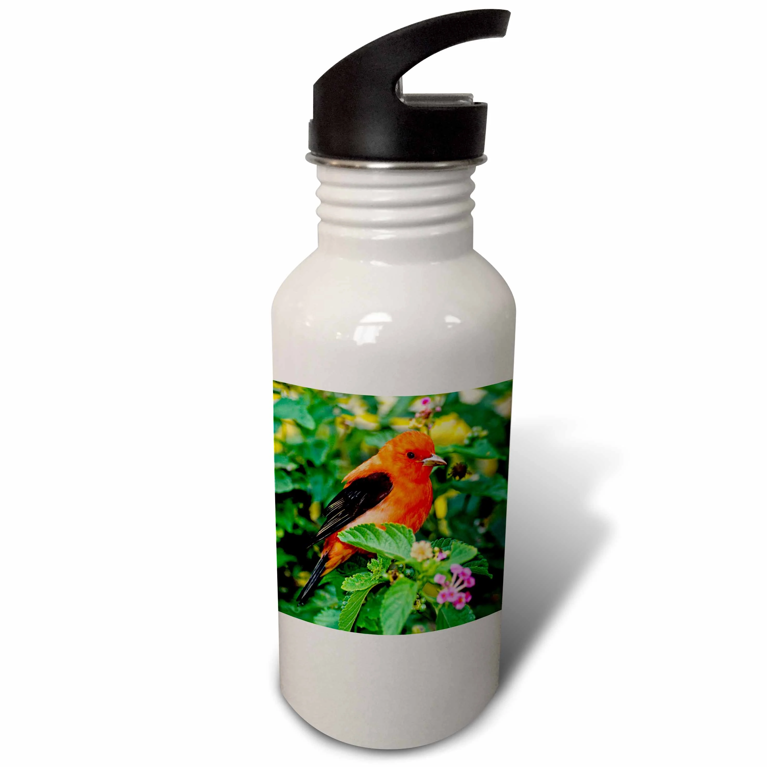 Texas, South Padre Island. Scarlet tanager bird - US44 BJA0108 - Jaynes Gallery 21 oz Sports Water Bottle wb-94386-1