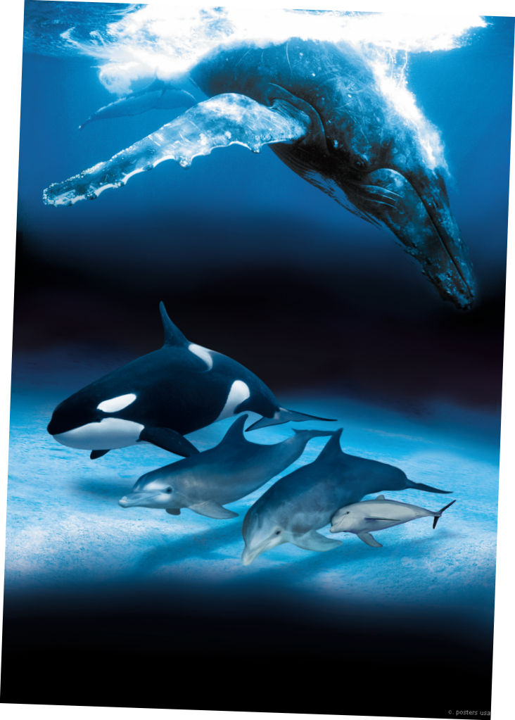 Dolphins And Whales poster Metal Sign 8inx 12in Print on Metal 8x12 Square Adults Z Posters