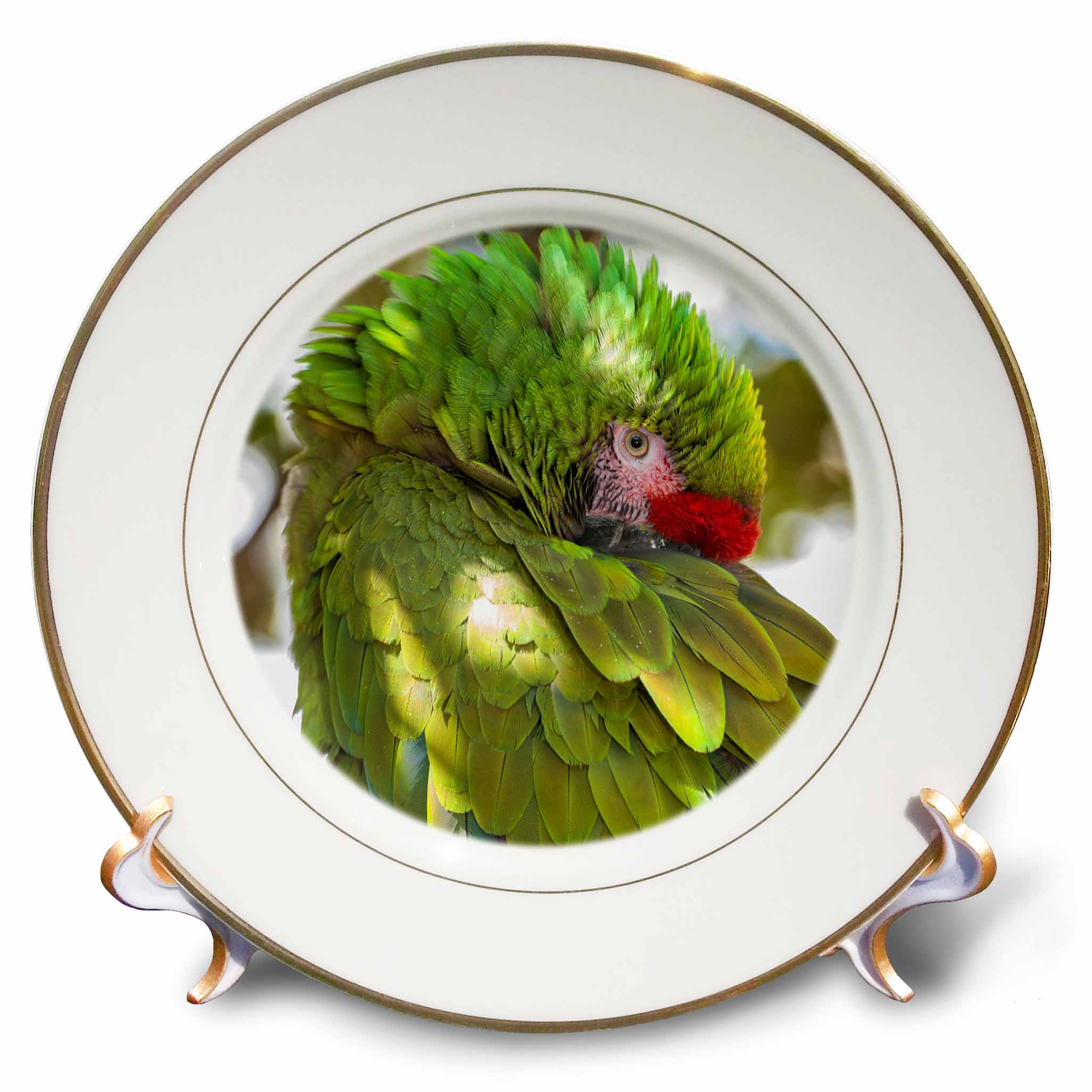 3dRose USA, Florida, Orlando, Green Macaw, Gatorland., Porcelain Plate, 8-inch