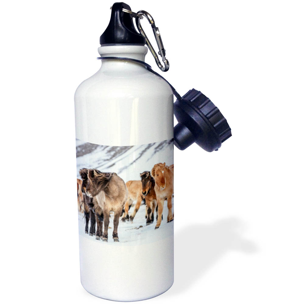 3dRose Icelandic horses in winter pasture near Hofn, Iceland - Water Bottle, 21-ounce