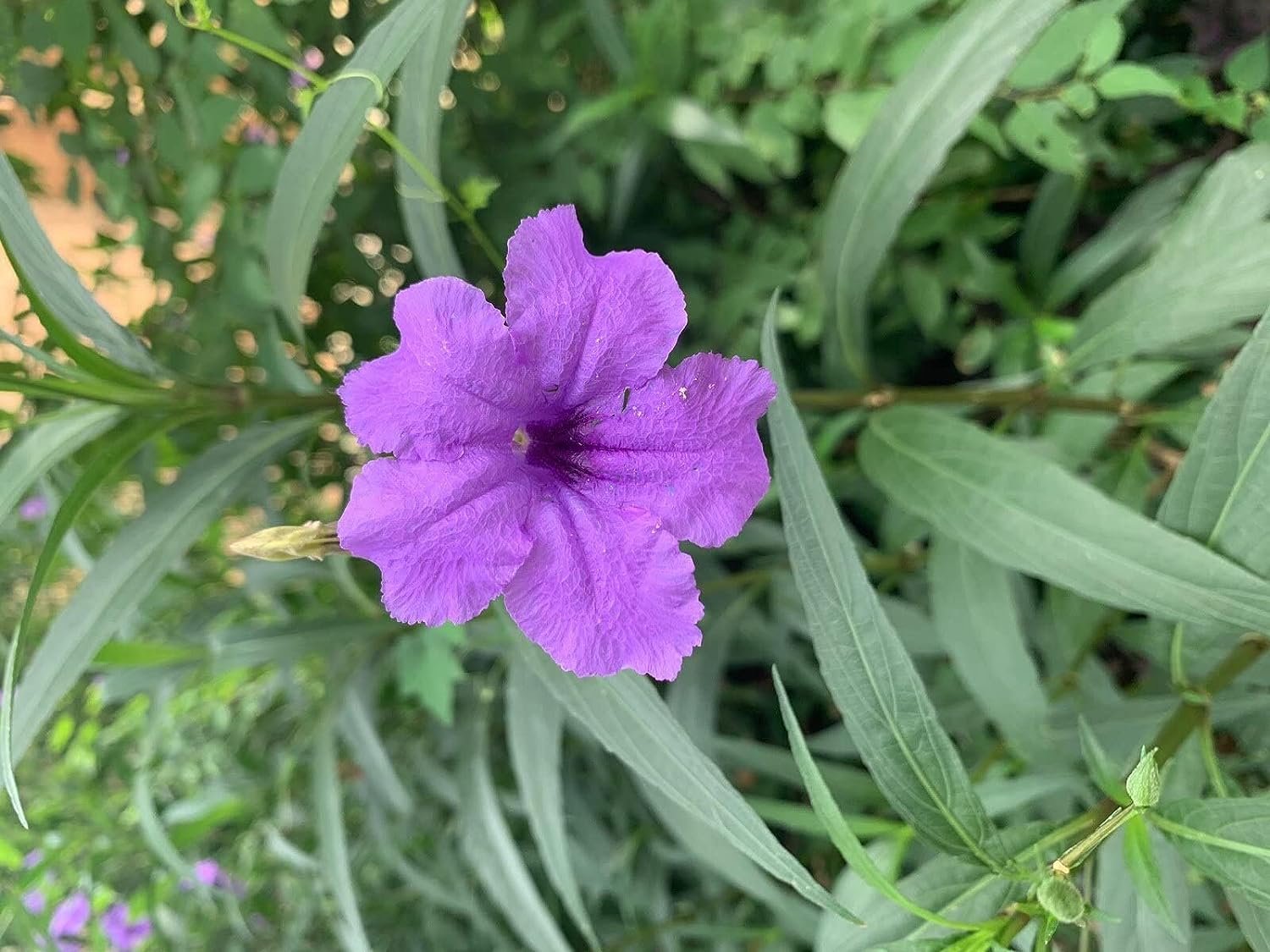Mexican Petunia Purple I 3 Large Gallon Size Plants I Ruellia Brittoniana  Live Vibrant Purple Flowers, Drought and Heat Tolerant, Ideal for Garden Borders and Container Planting