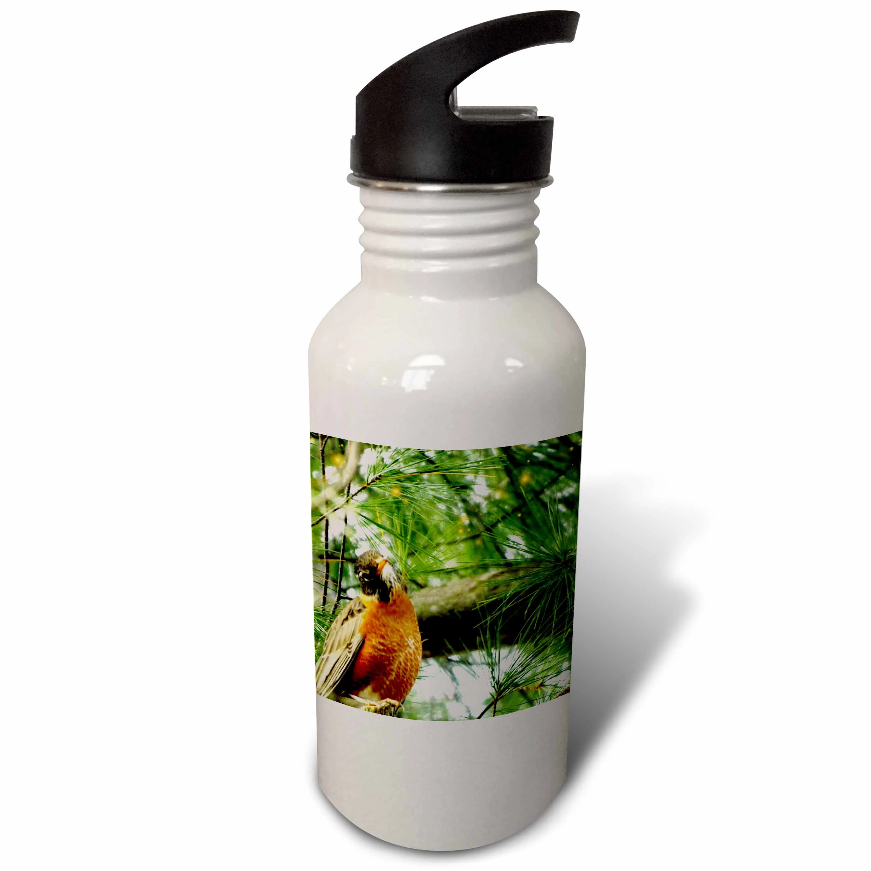 Robin With His Head Cocked In Pine Branches 21 oz Sports Water Bottle wb-185394-1