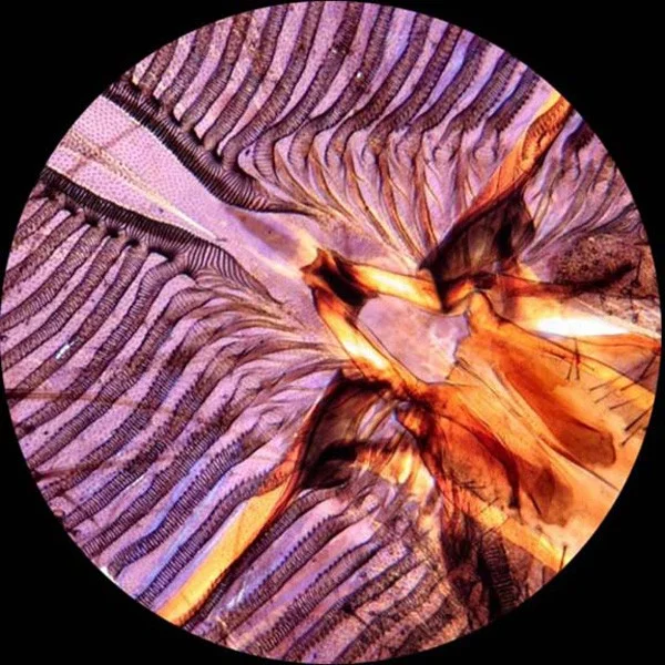 Student 40X-1000X Microscope Kit 360-Degree Rotating Monocular Head with USB Camera and Experiment Cards