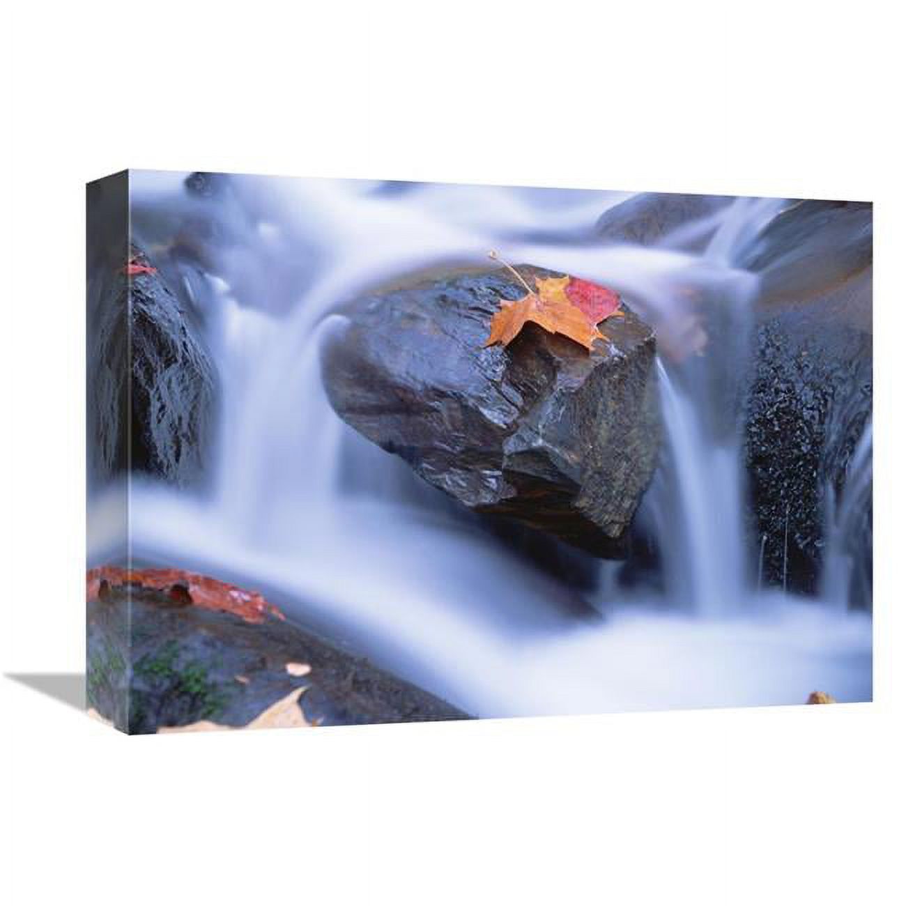 Global Gallery  Autumn Leaf on Boulder - Little River - Great Smoky Mountains National Park - Tennessee Art Print - Tim Fitzharris