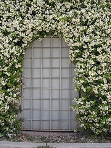 Jasmine Confederate - 15 Live Plants - Fragrant Easy to Grow Vine Showy Blooms