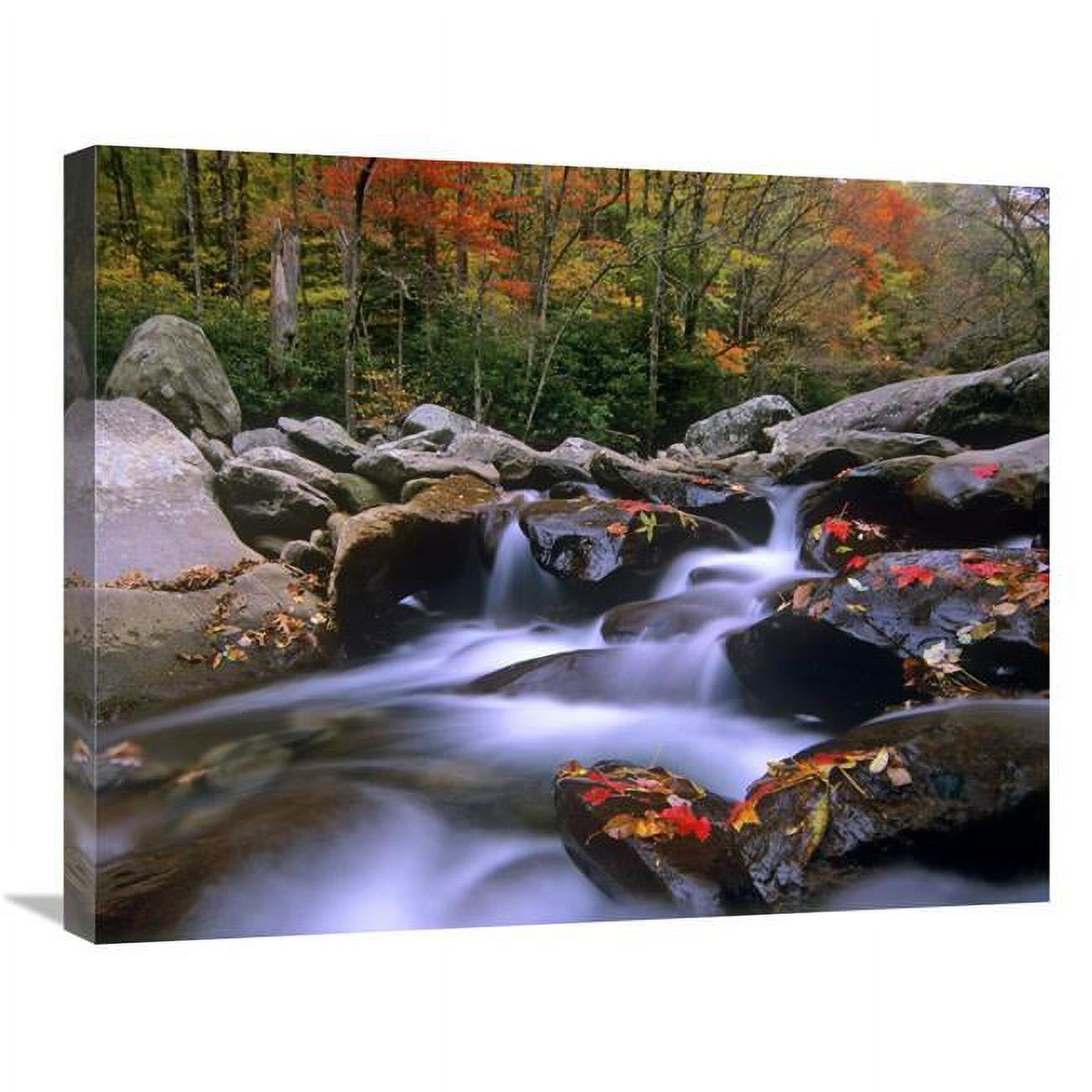 Global Gallery  22 x 28 in. Little Pigeon River Cascading Among Rocks & Colorful Maple Leaves - Great Smoky Mountains National Park - Tennessee Art Print - Tim Fitzharris