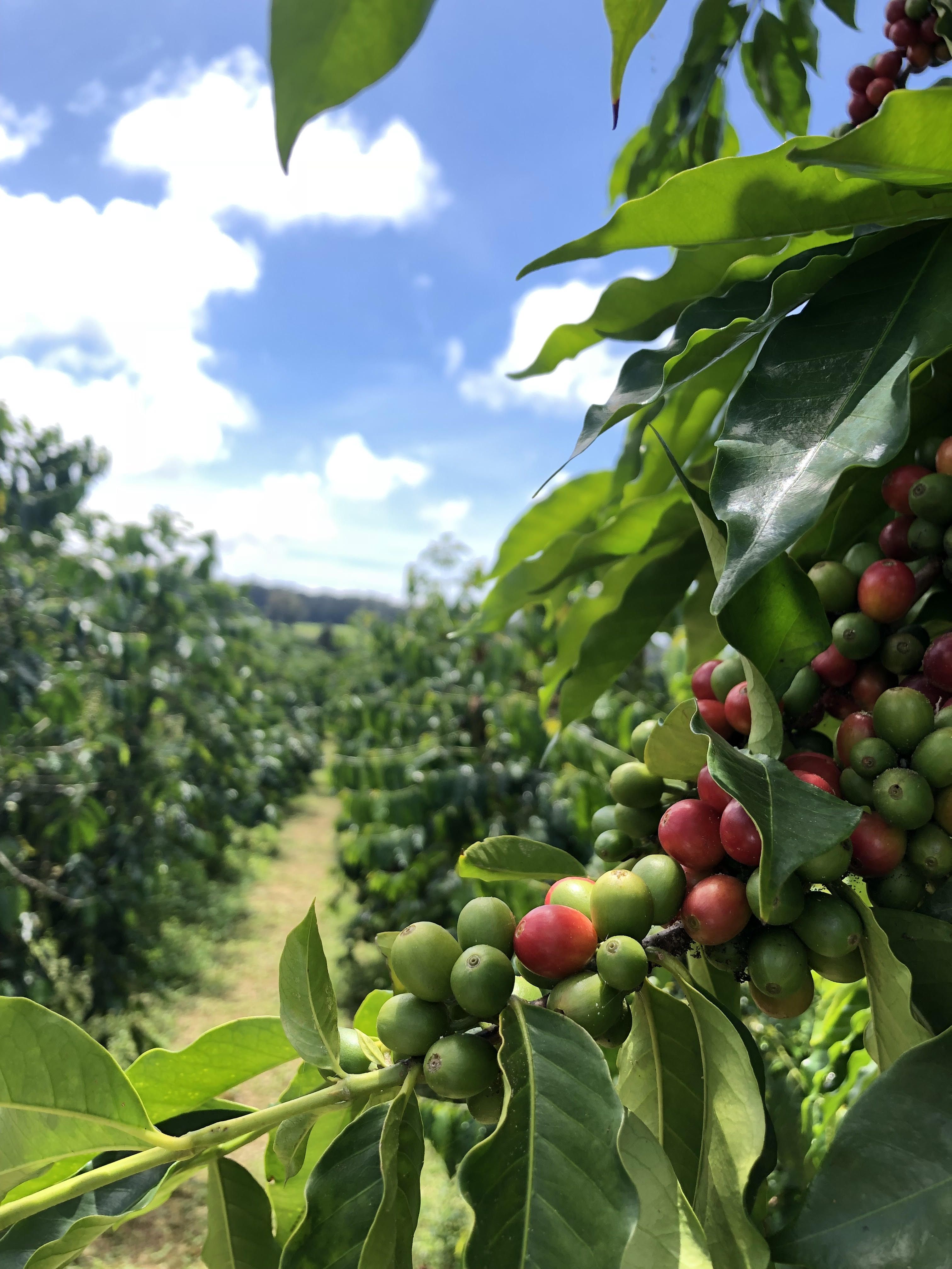 Hawaiian Live Green Kona Coffee Plant 6