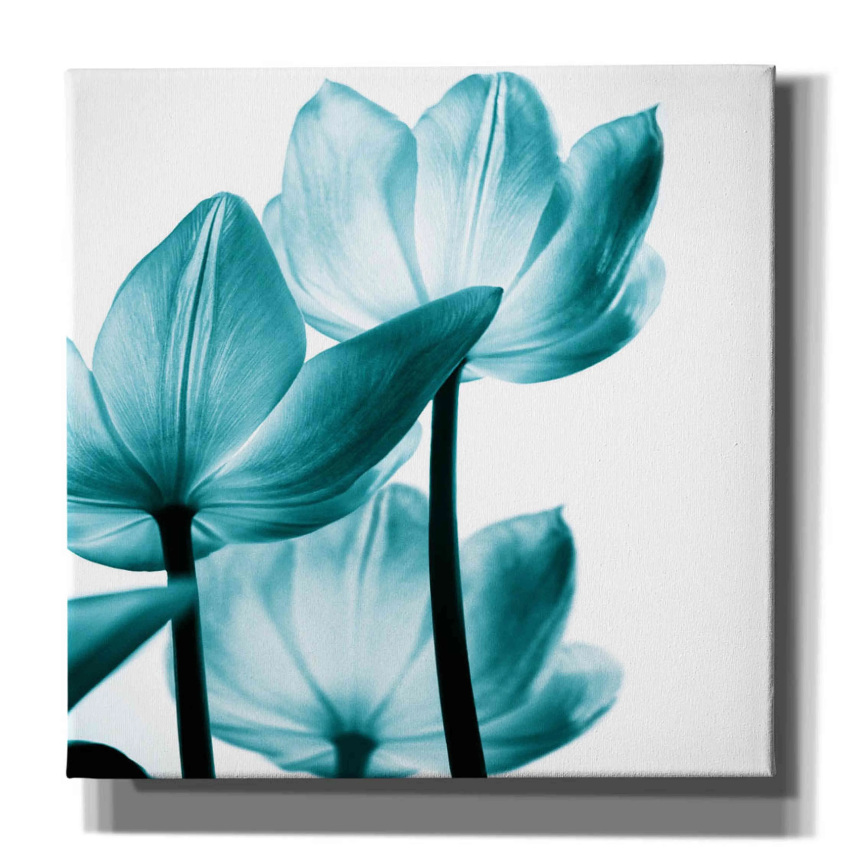 Epic Graffiti 'Translucent Tulips III Teal' by Debra Van Swearingen, Canvas Wall Art, 12
