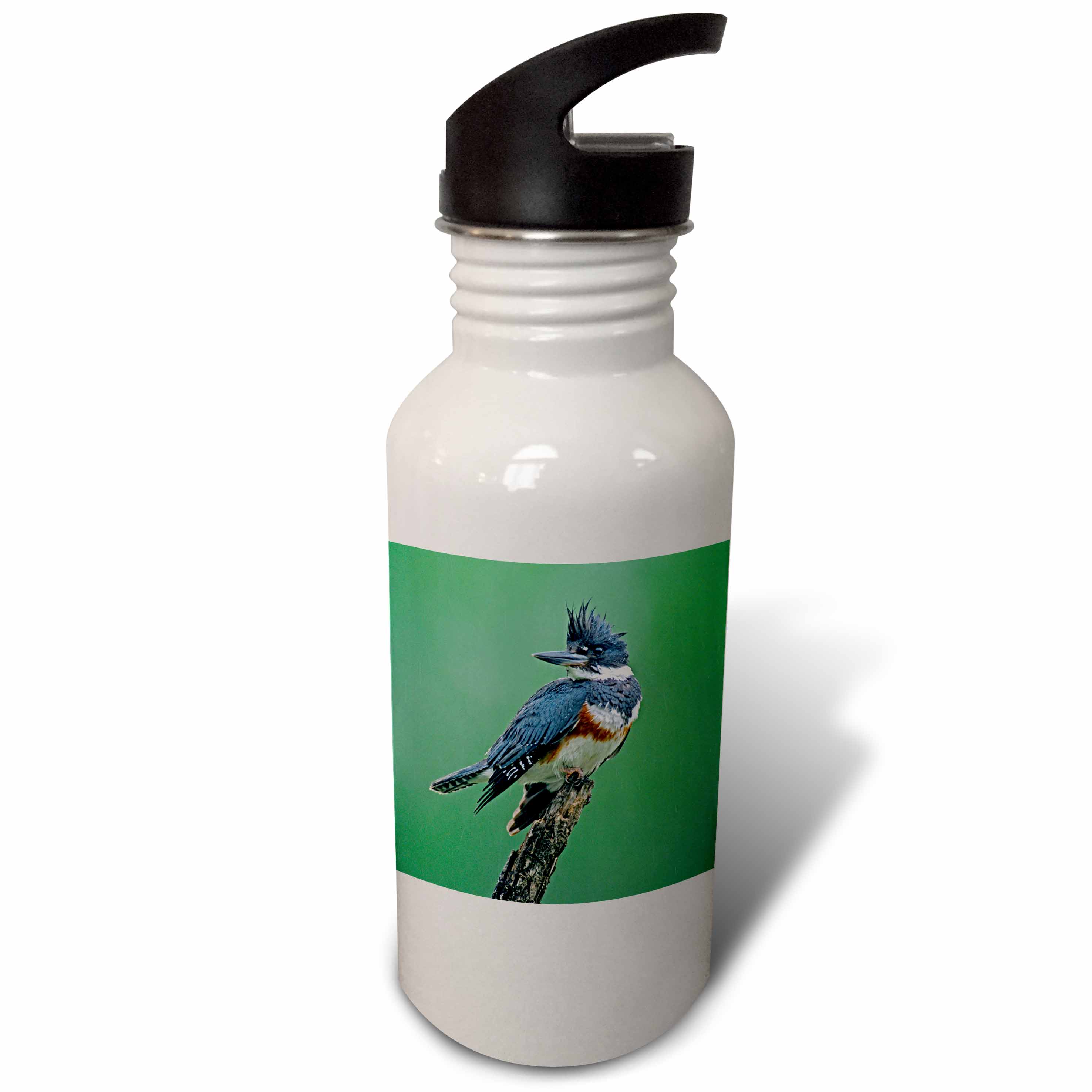 Texas, Rio Grande Valley, Belted kingfisher bird - US44 BJA0107 - Jaynes Gallery 21 oz Sports Water Bottle wb-94385-1