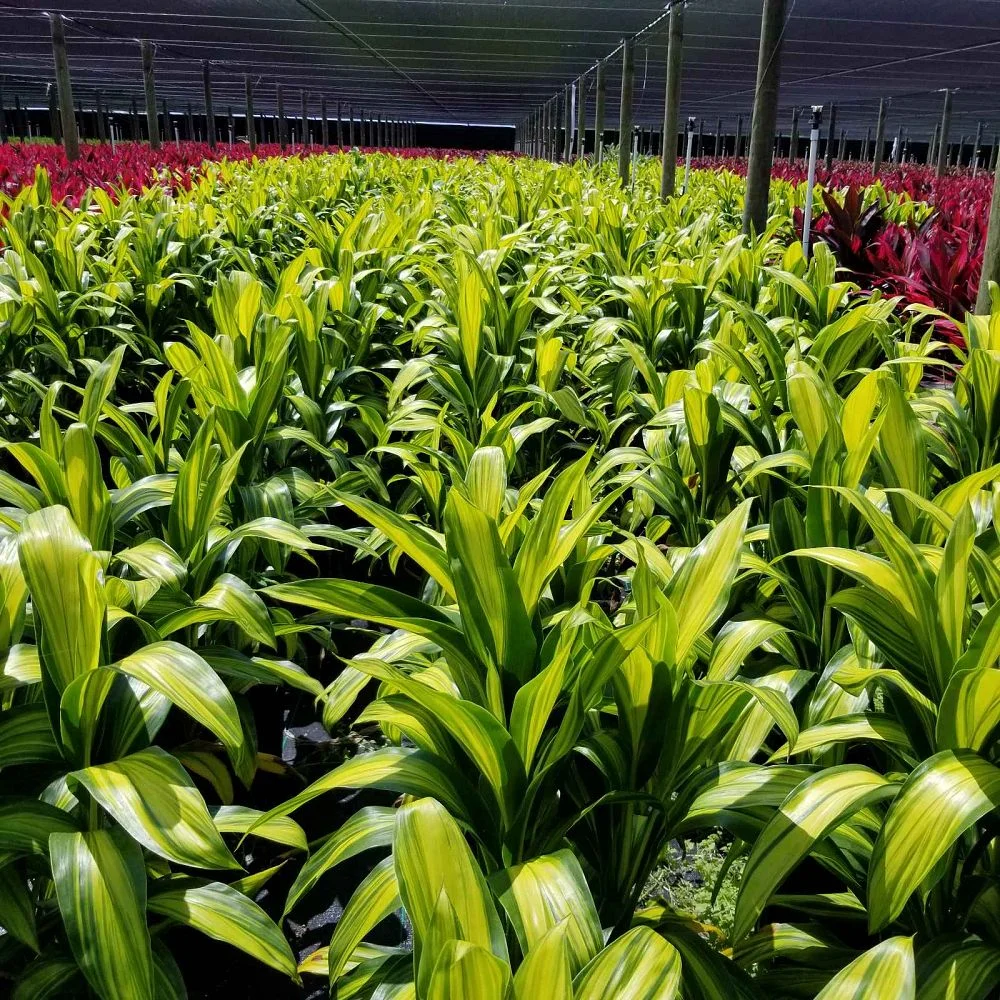 Hawaiian Green Live Ti Leaf Plant 6