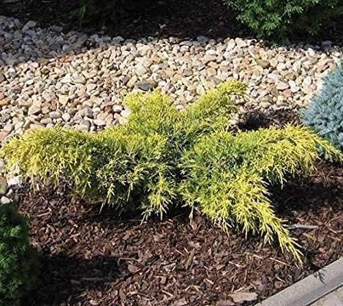 Juniper Gold Lace  15 Live 4 Inch Pots  Juniperus Chinensis  Drought Tolerant Cold Hardy Evergreen Groundcover Plants