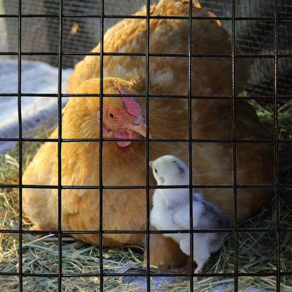 MTB Black PVC Coated Welded Wire Mesh Garden Economy Fence 48 Inch x 50 Foot-1 Inch x 1 Inch 16GA