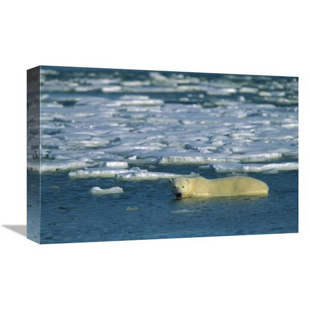 Global Gallery  Polar Bear Wading in Water Along Ice Floe - Churchill - Canada Art Print