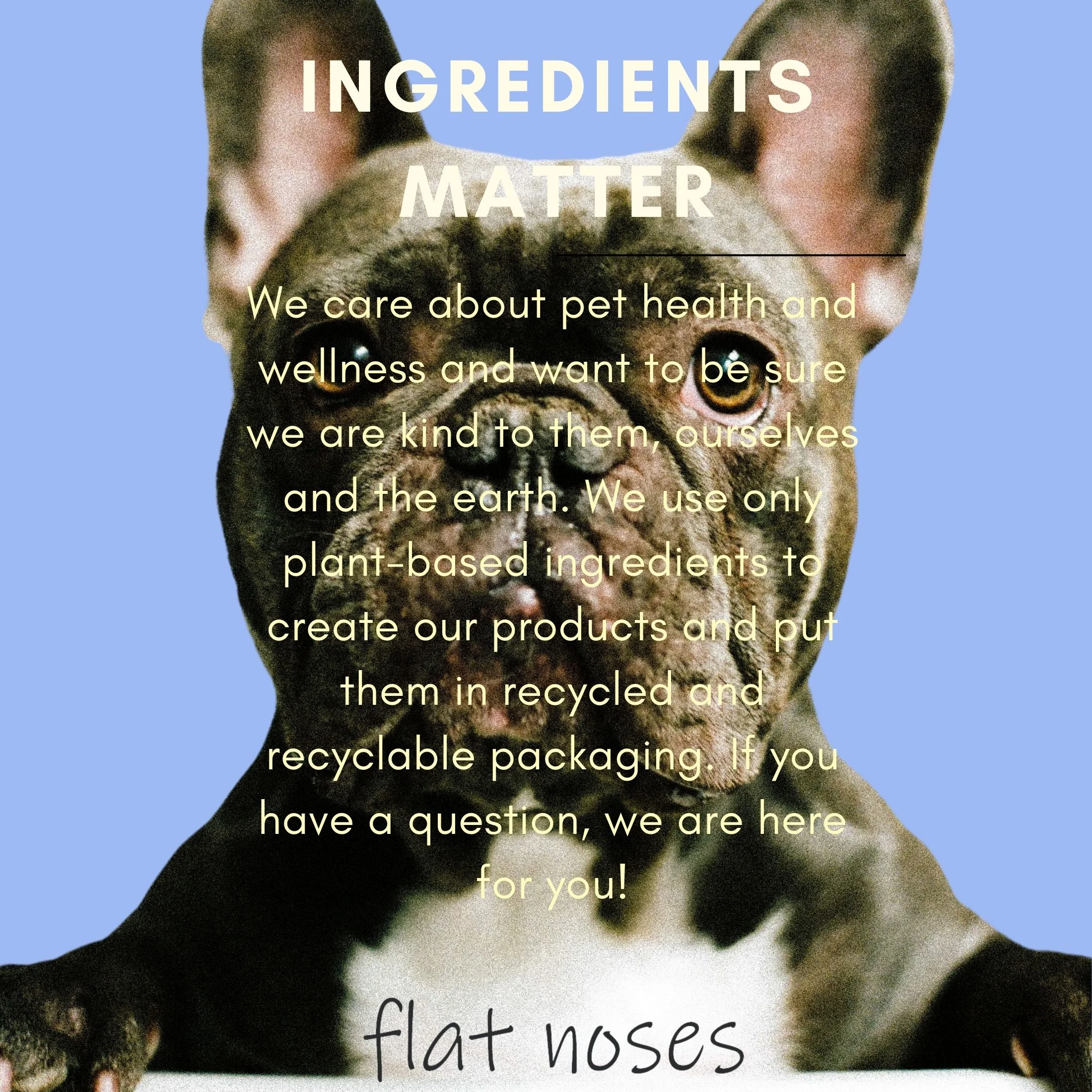 Flat Noses Tearless Pet Shampoo - Soothing Aloe and Moisturizing Jojoba Oil - 16 oz