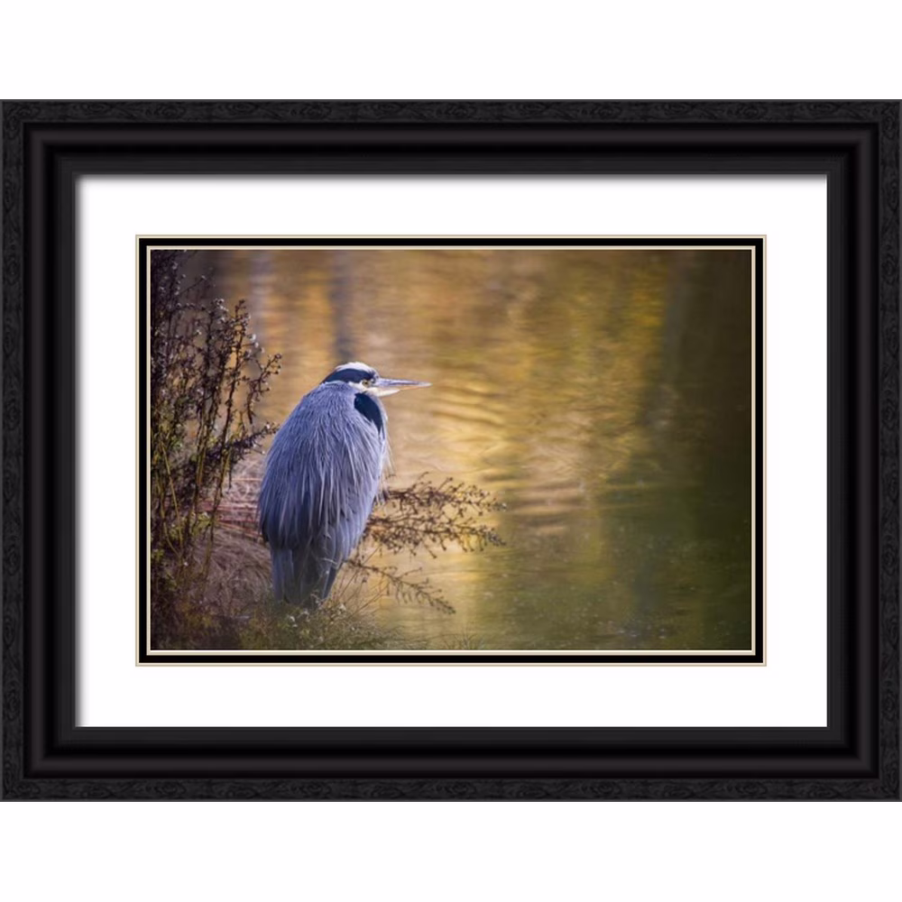 Paulson, Don 32x23 Black Ornate Wood Framed with Double Matting Museum Art Print Titled - WA, Seabeck Great blue heron at edge of pond