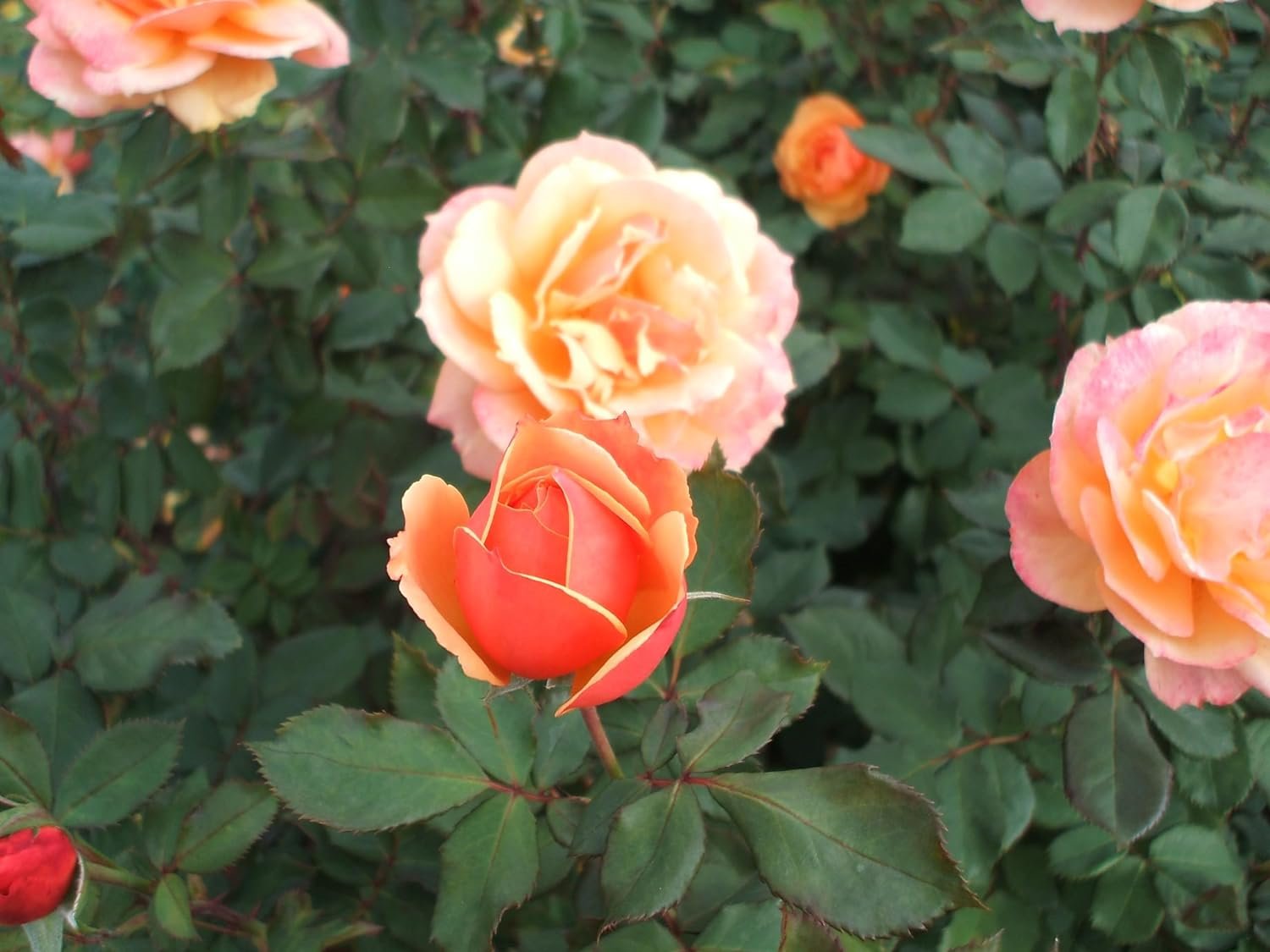 About Face Rose Bush - 3 Live Starter Plants in 4 Inch Pots - Beautifully Fragrant Heirloom Rose from Florida - A Versatile Beauty with a Rich Fragrance