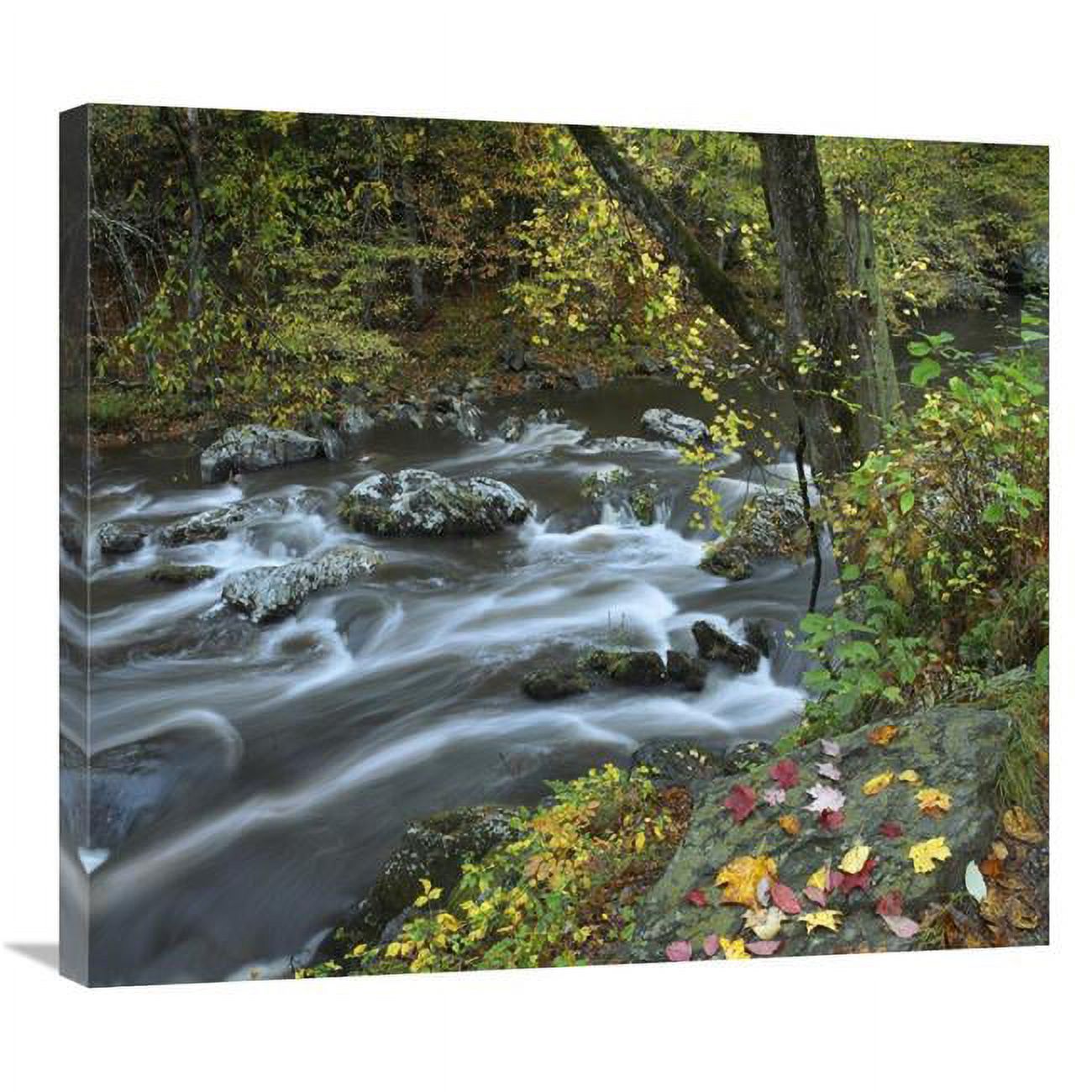 30 in. Little River, Great Smoky Mountains National Park, Tennessee Art Print - Tim Fitzharris