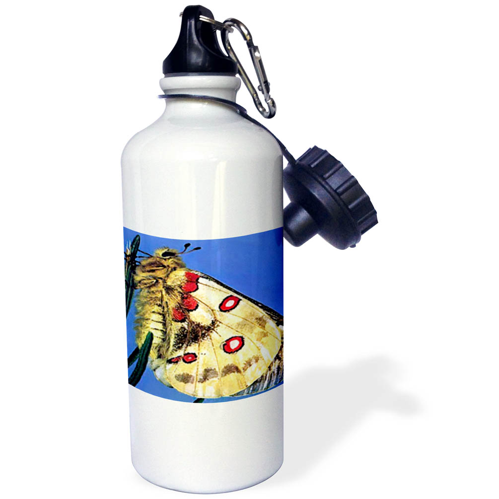 3dRose Beautiful Moth, Sports Water Bottle, 21oz