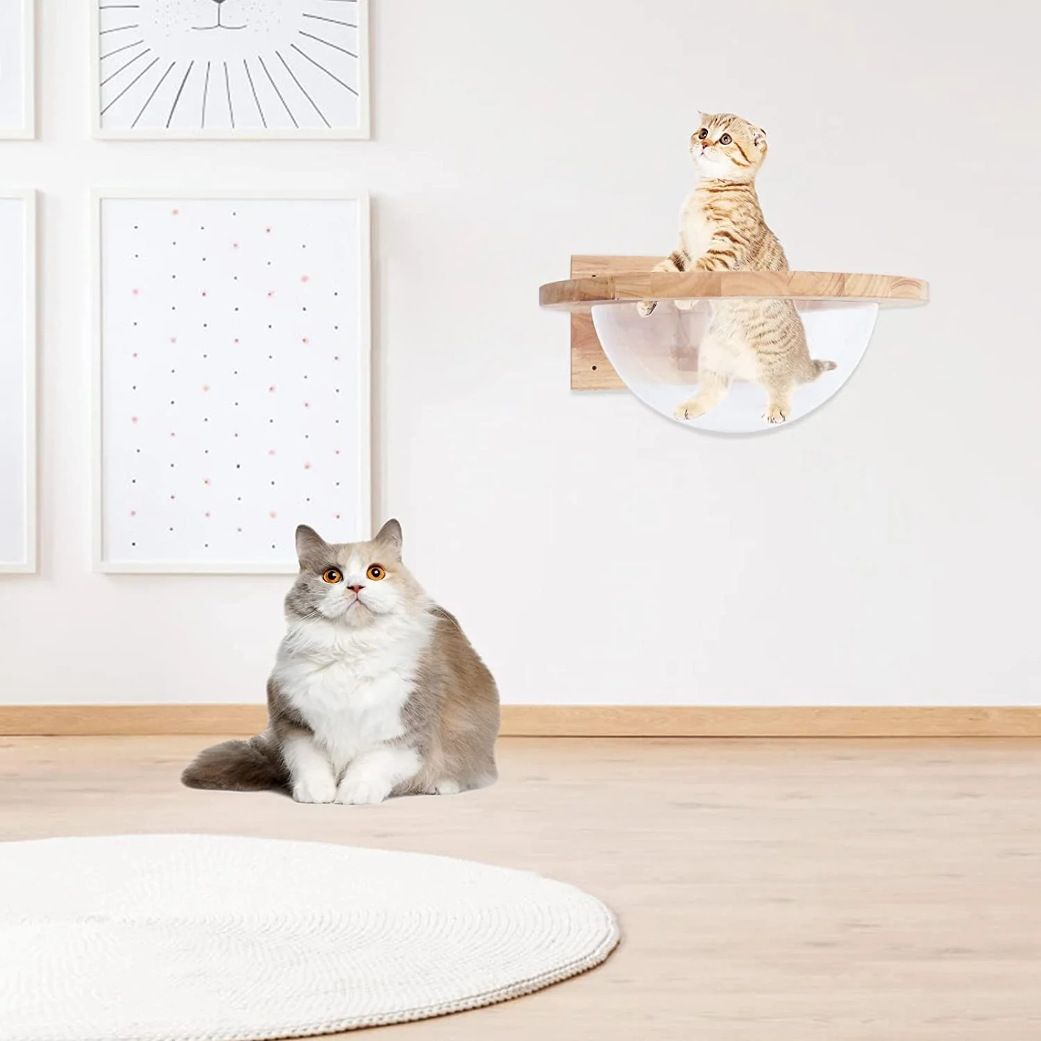 TFCFL Wall Mounted Cat Bed House Climbing Frame Space Capsule Play House Pet Furniture