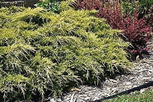 Juniper Gold Lace  15 Live 4 Inch Pots  Juniperus Chinensis  Drought Tolerant Cold Hardy Evergreen Groundcover Plants
