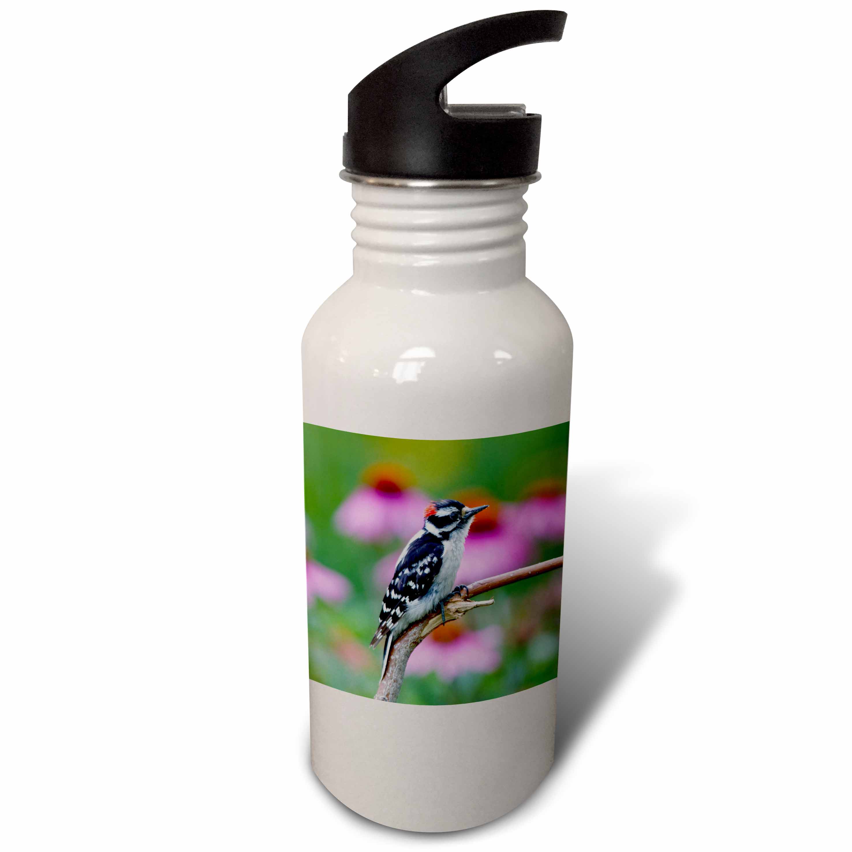 Downy Woodpecker near flower garden, Marion, Illinois, USA. 21 oz Sports Water Bottle wb-209249-1