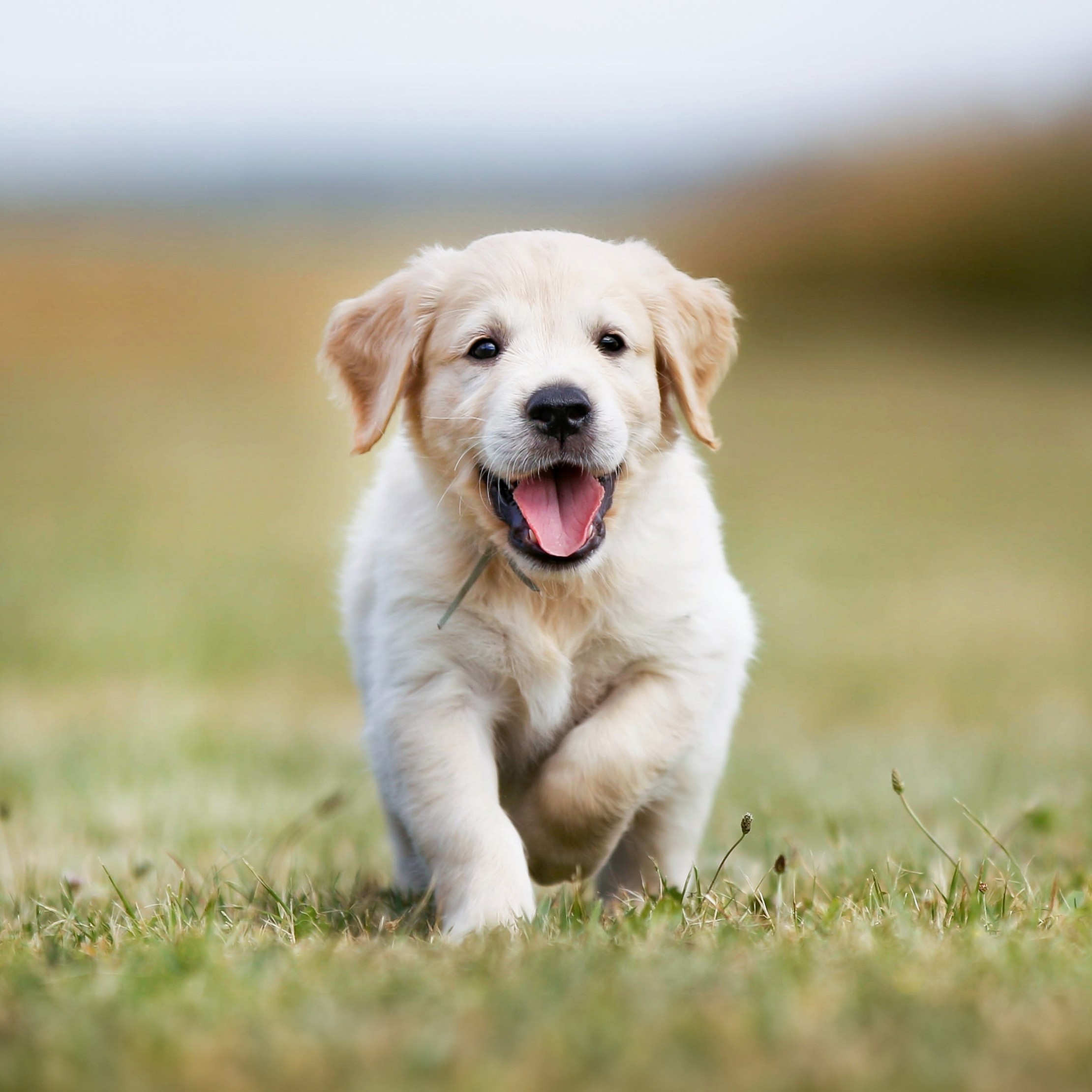 Life Protection Lamb & Oatmeal Recipe Puppy Dry Dog Food - 30lbs