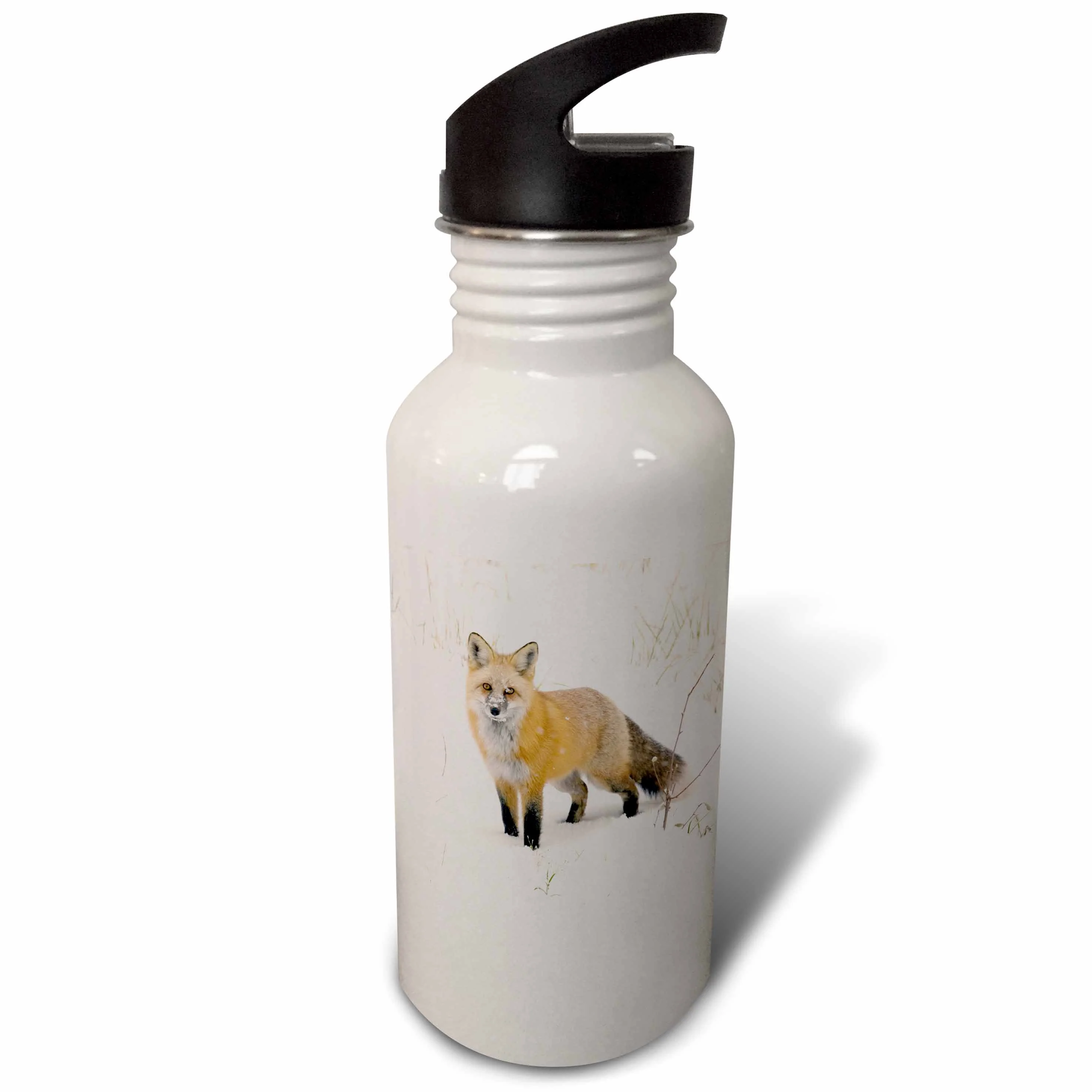 CO, Pike National Forest, Red fox - US06 BJA0184 - Jaynes Gallery 21 oz Sports Water Bottle wb-88865-1