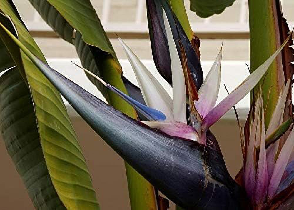 Giant White Bird of Paradise - Live Plant in a 3 Gallon Pot - Strelitzia Nicolai - Stunning Tropical Evergreen Plant